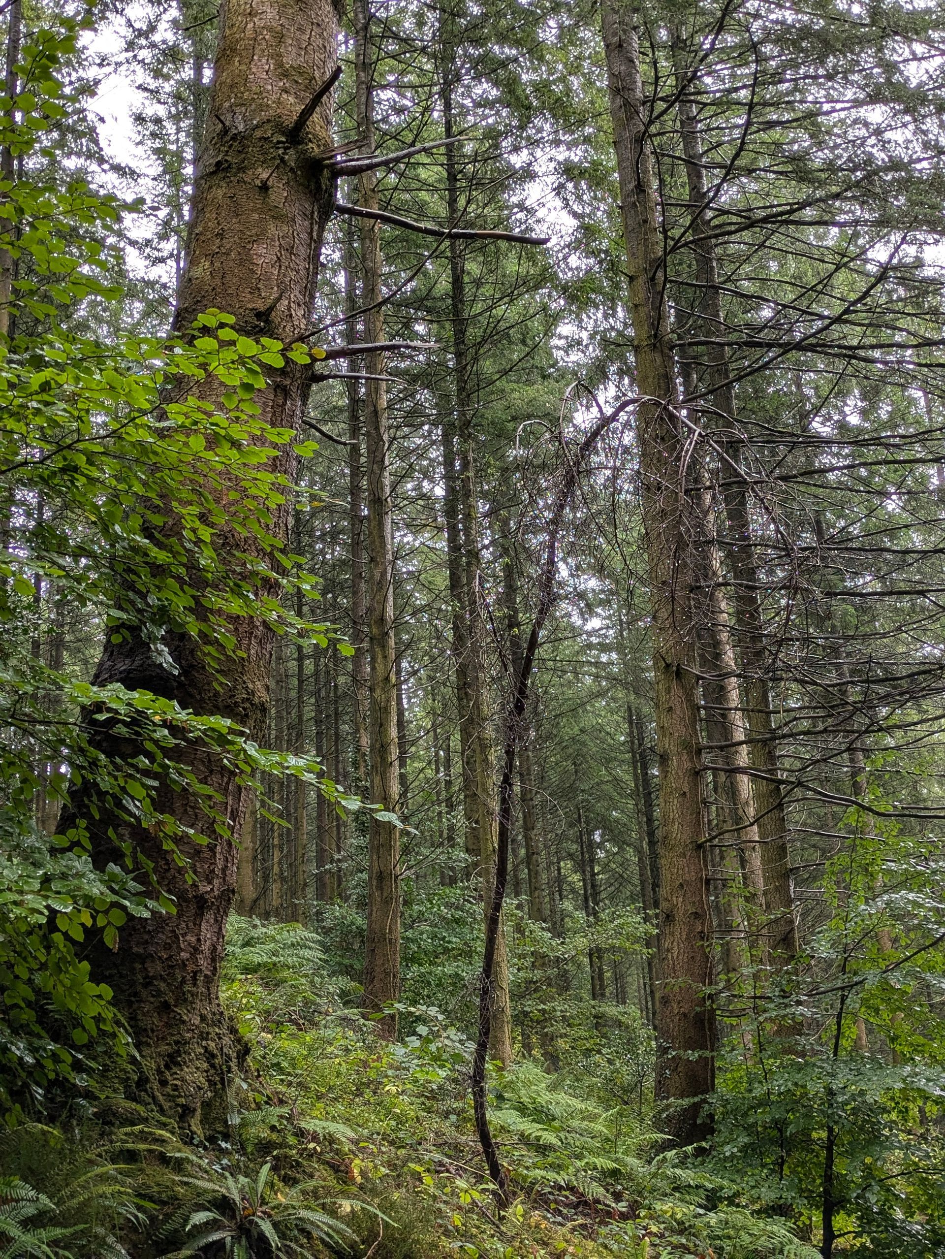 Forest Sanctuary - Short Prose by Sue Cartwright, Spiral Leaf