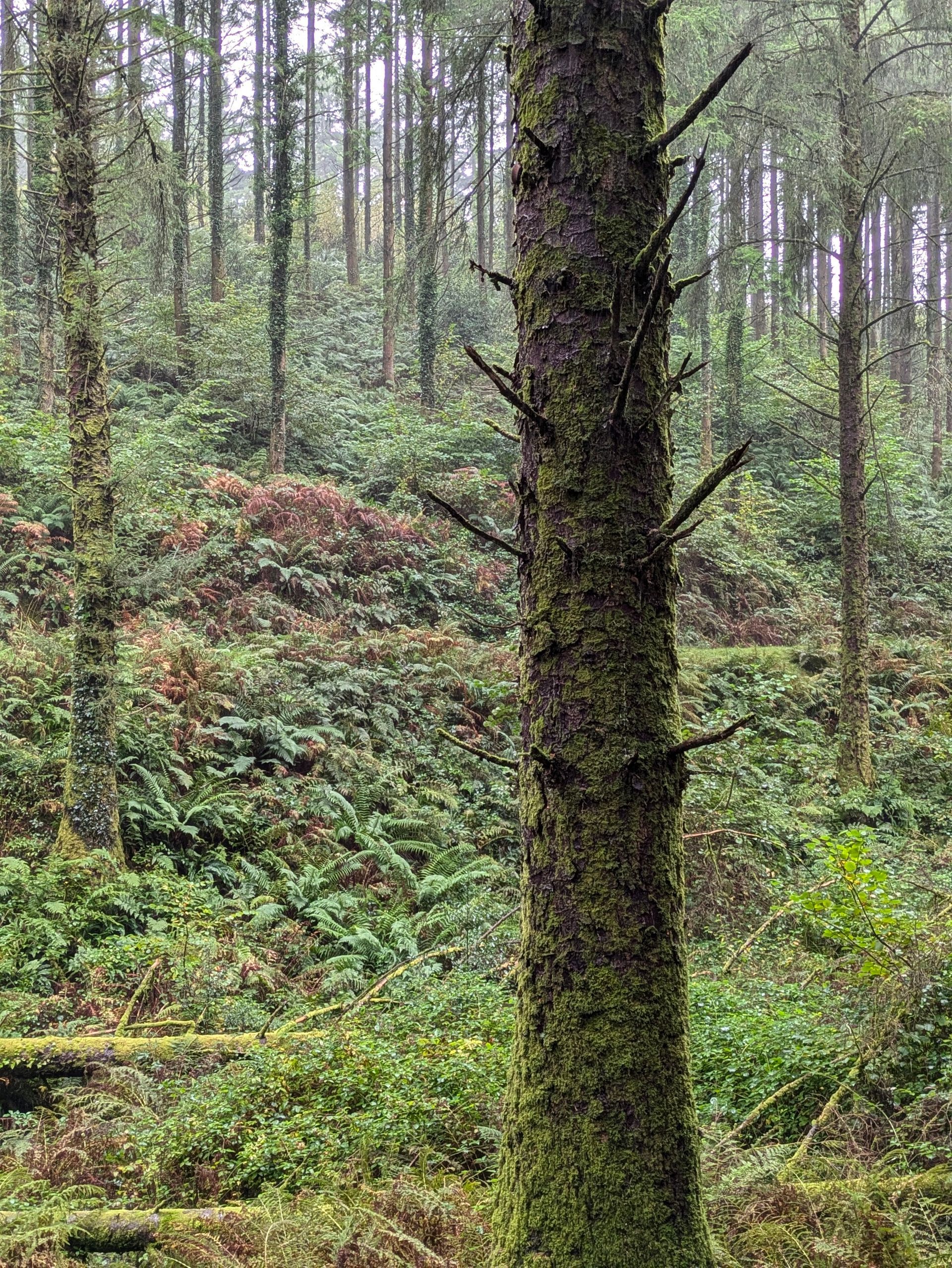 Forest Sanctuary - Short Prose by Sue Cartwright, Spiral Leaf Forest Sanctuary - Short Prose by Sue Cartwright, Spiral Leaf