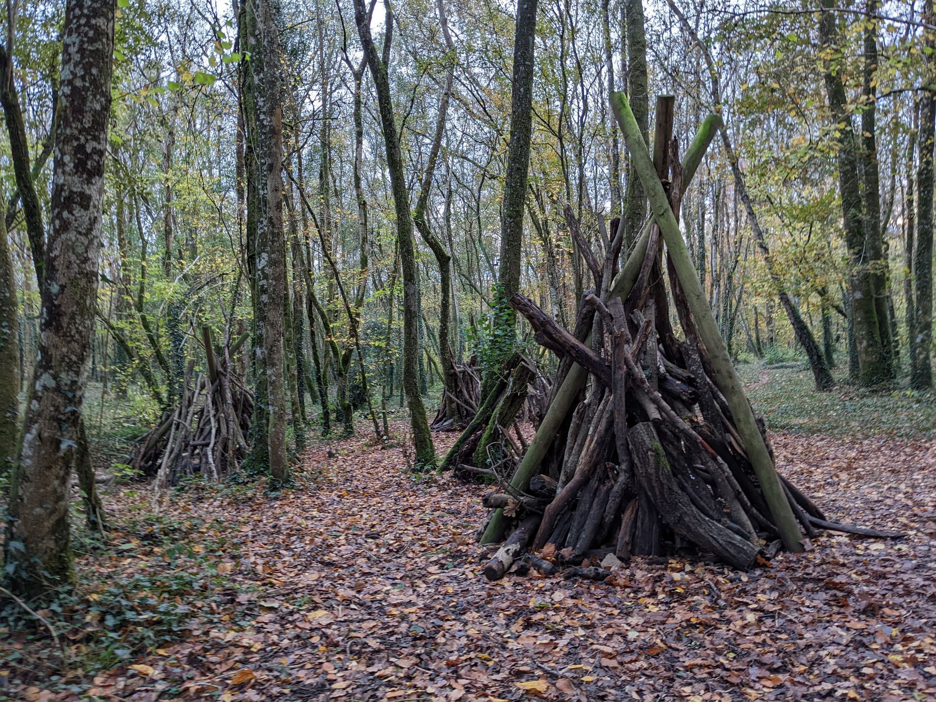 Forest Bathing Gallery - Photograph by Sue Cartwright, Spiral Leaf