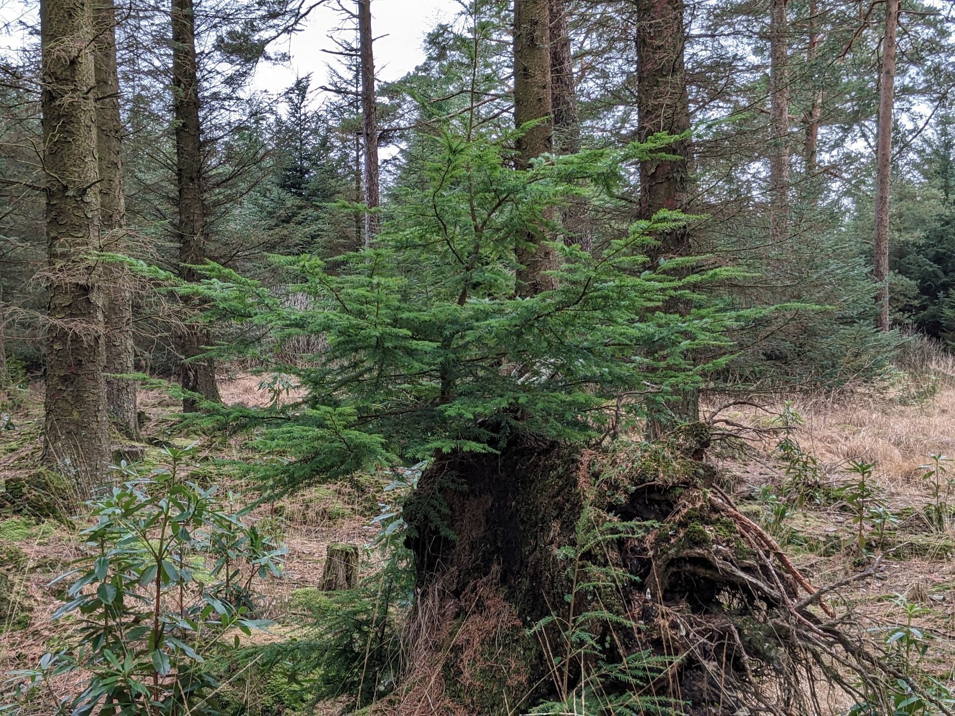Forest Bathing Gallery - Photograph by Sue Cartwright, Spiral Leaf