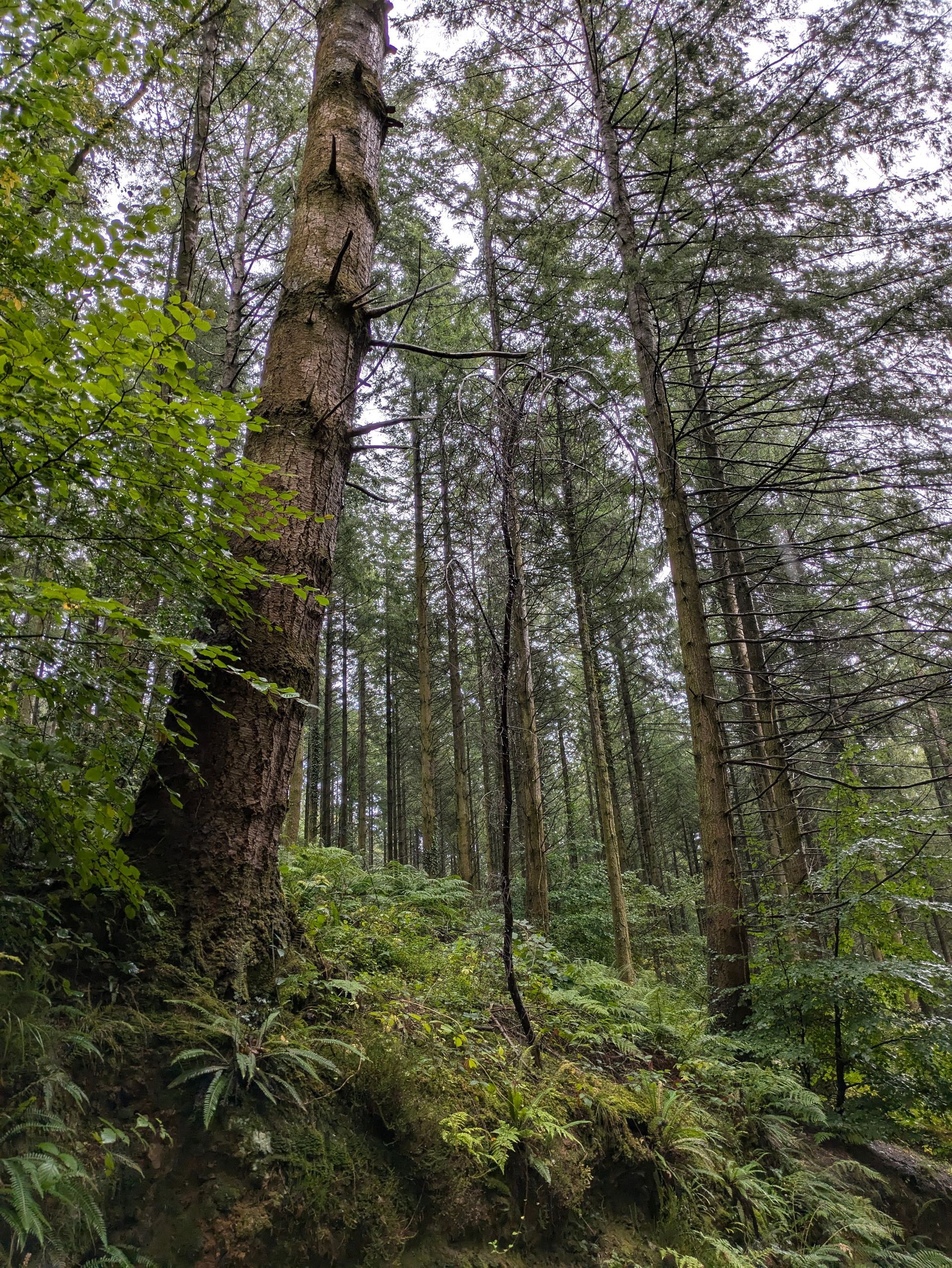 Forest Bathing Gallery - Photograph by Sue Cartwright, Spiral Leaf