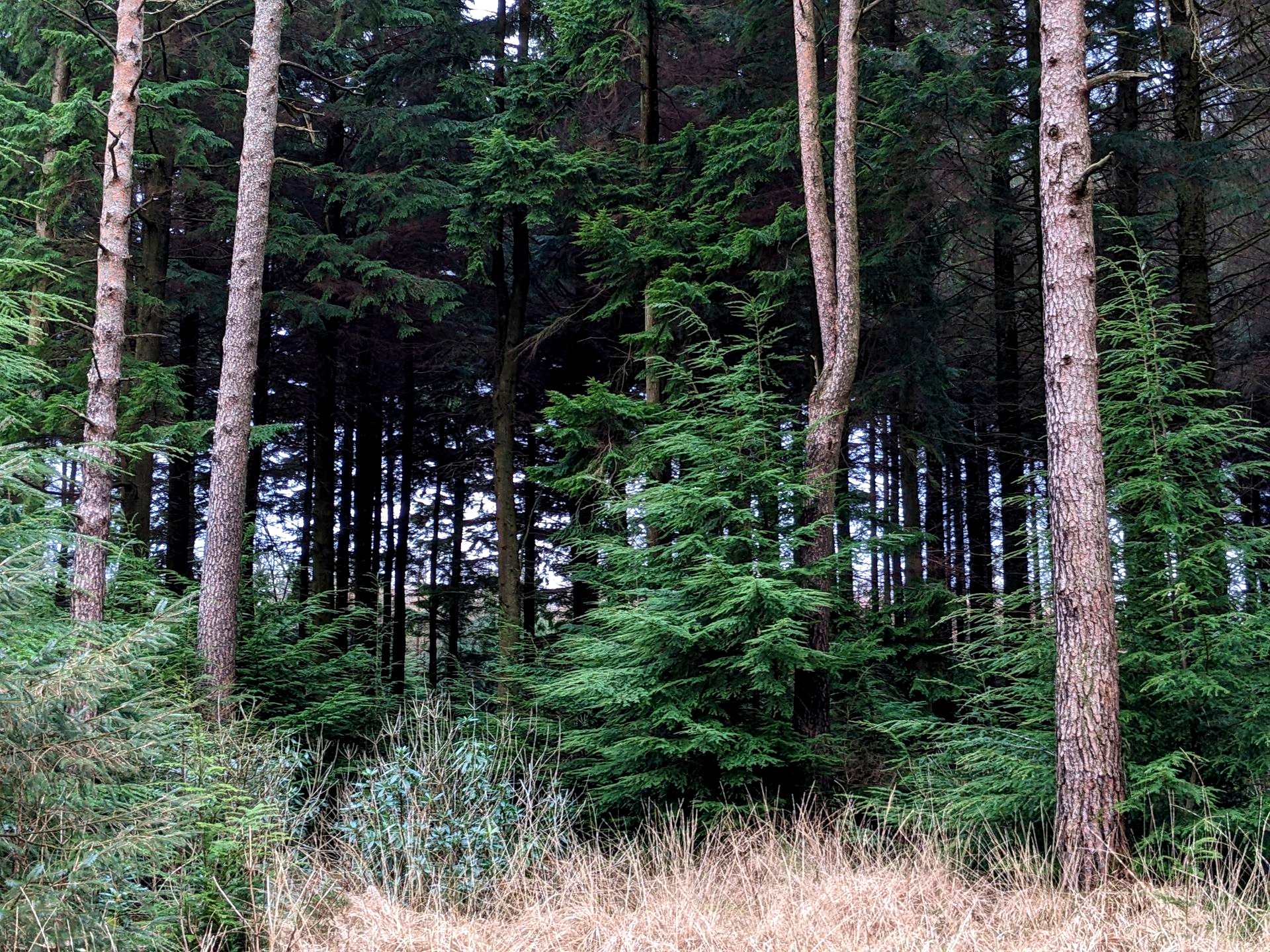 Welcome December (Almanac 2025) by Sue Cartwright, Spiral Leaf