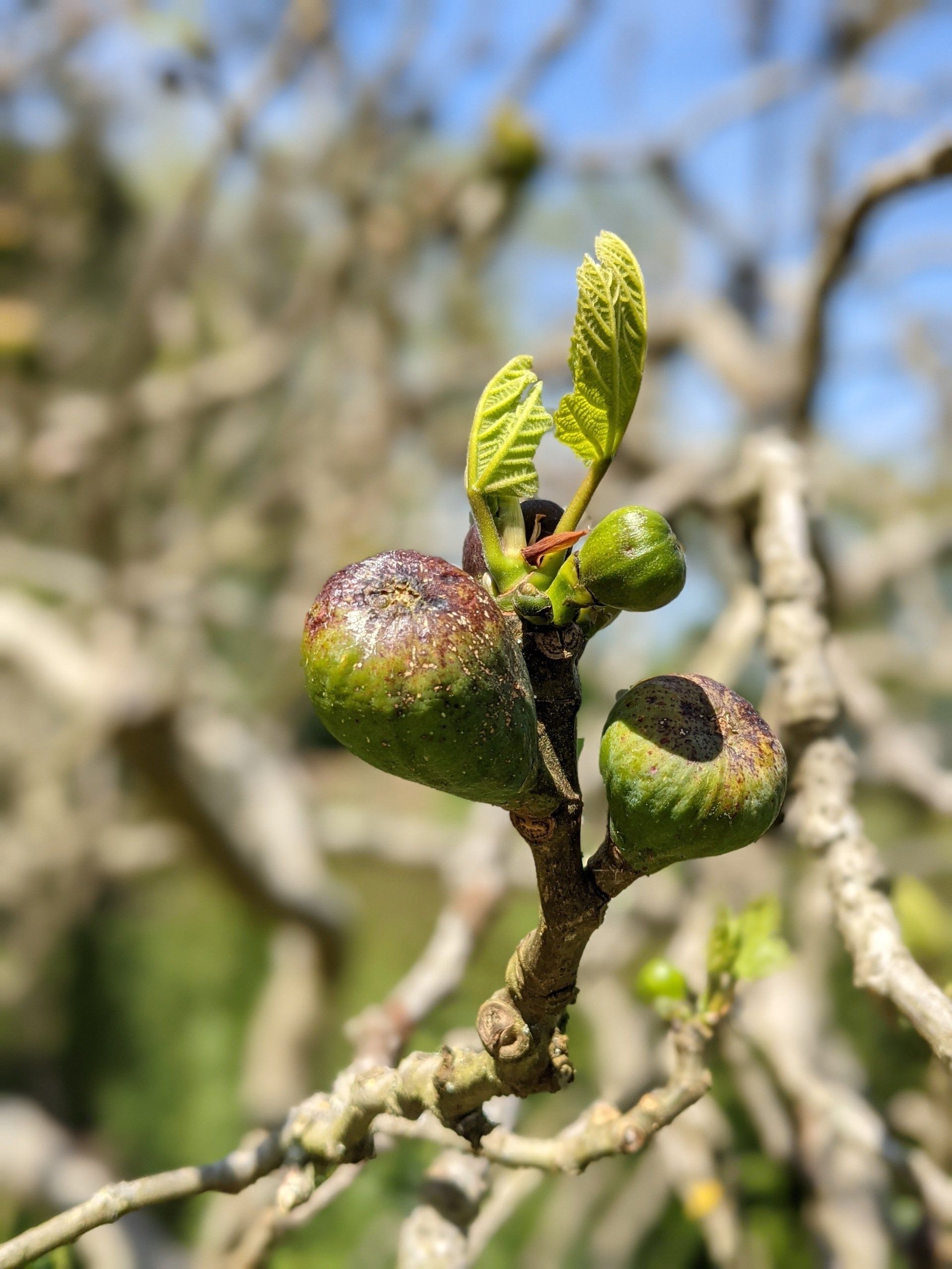 Almanac for August 2023 by Sue Cartwright, Spiral Leaf