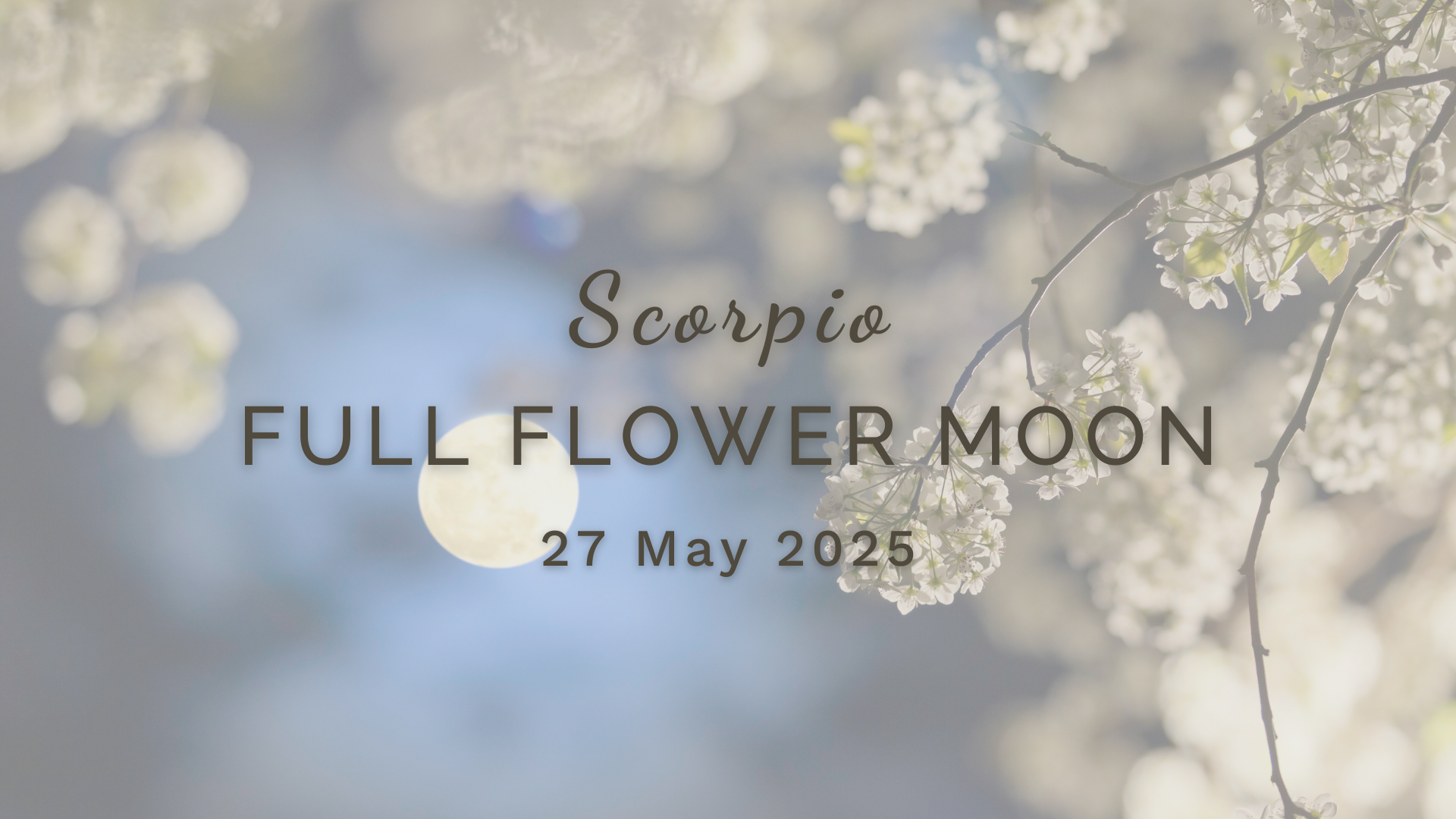 Full Flower Moon in Scorpio - Monday 12 May (2025) by Sue Cartwright, Spiral Leaf Full Flower Moon in Scorpio - Monday 12 May (2025) by Sue Cartwright, Spiral Leaf