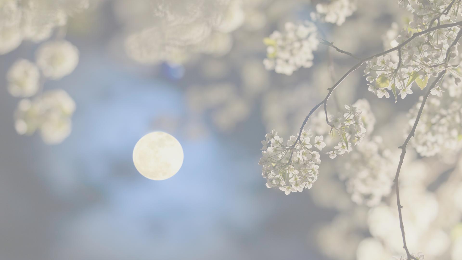 Full Flower Moon in Scorpio - Monday 12 May by Sue Cartwright, Spiral Leaf