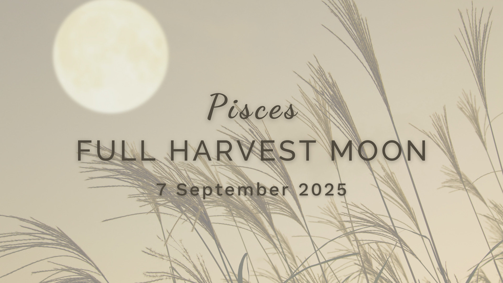 Full Harvest Moon in Pisces - Sunday 7 September (2025) by Sue Cartwright, Spiral Leaf Full Harvest Moon in Pisces - Sunday 7 September (2025) by Sue Cartwright, Spiral Leaf