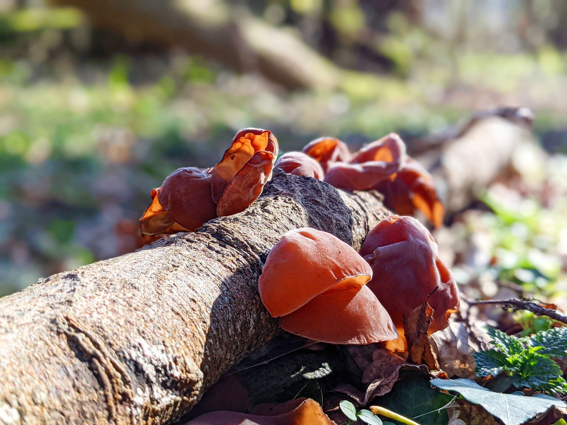 Wild Fungi Gallery by Sue Cartwright, Spiral Leaf