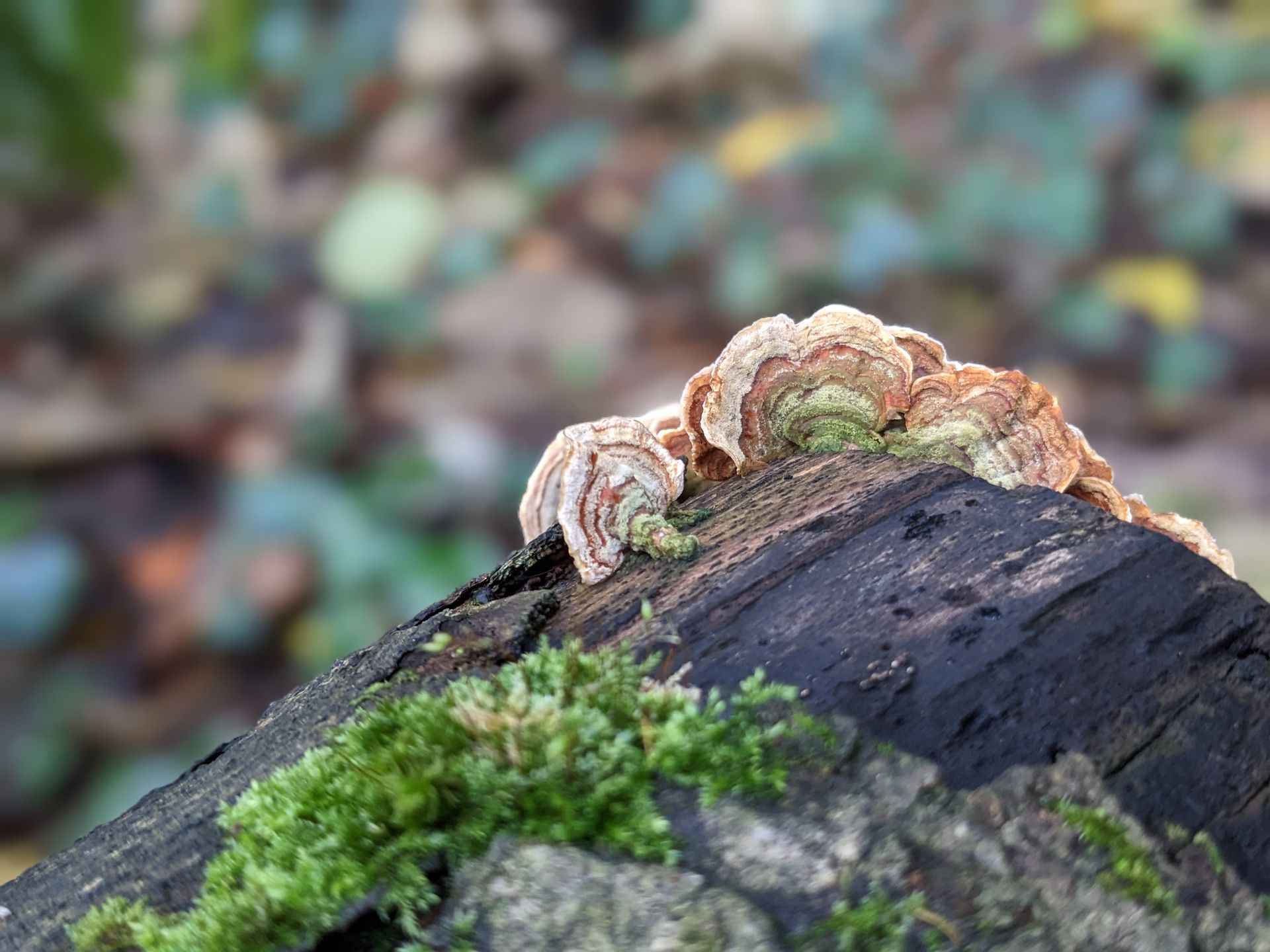 Wild Fungi Gallery - Photograph by Sue Cartwright, Spiral Leaf