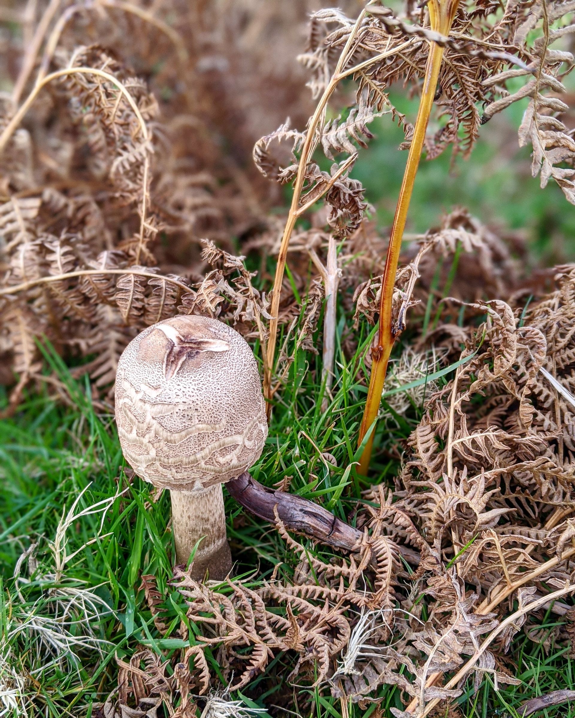 Wild Fungi Gallery - Photograph by Sue Cartwright, Spiral Leaf