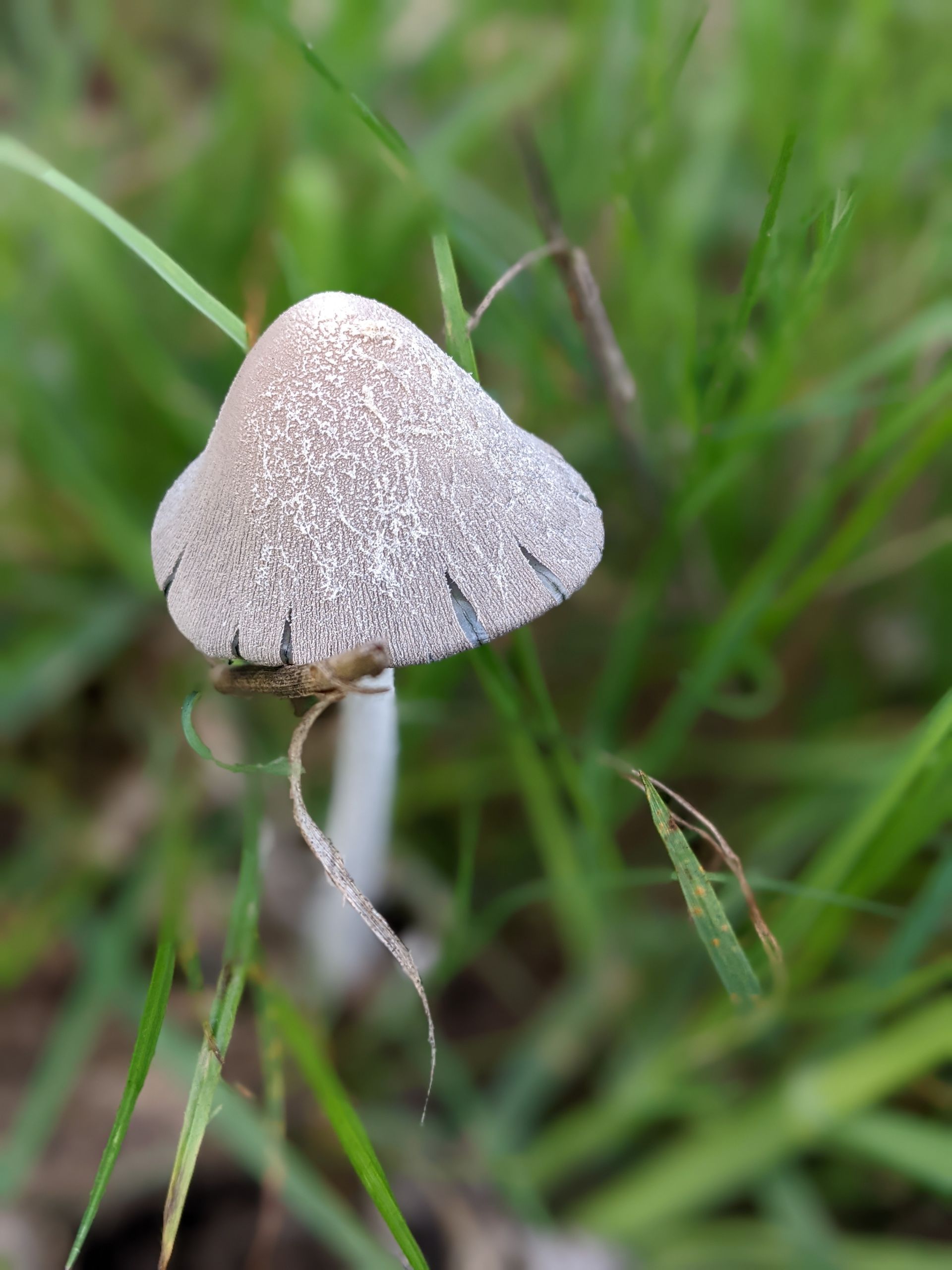 Wild Fungi Gallery - Photograph by Sue Cartwright, Spiral Leaf