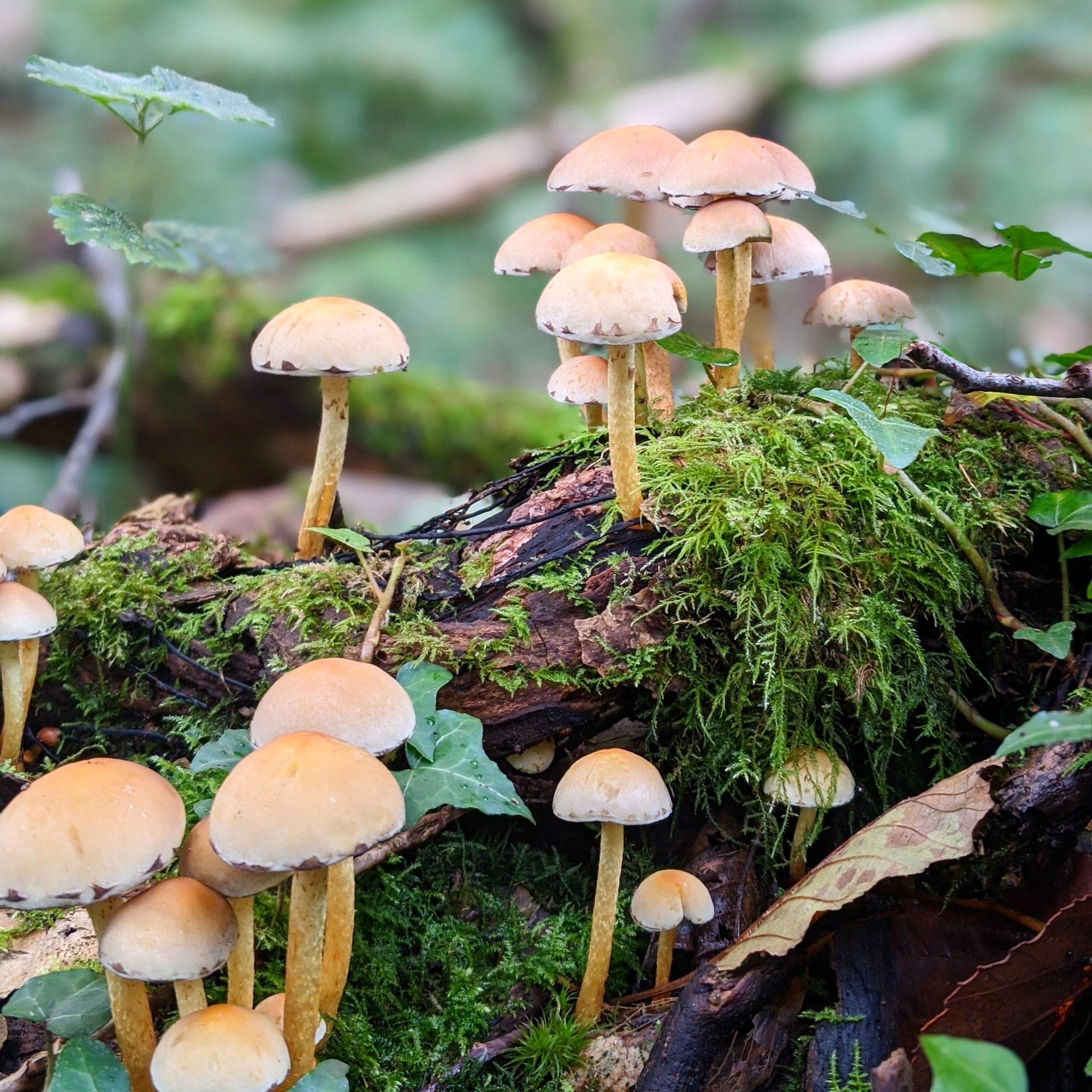 Wild Fungi Gallery - Photograph by Sue Cartwright, Spiral Leaf