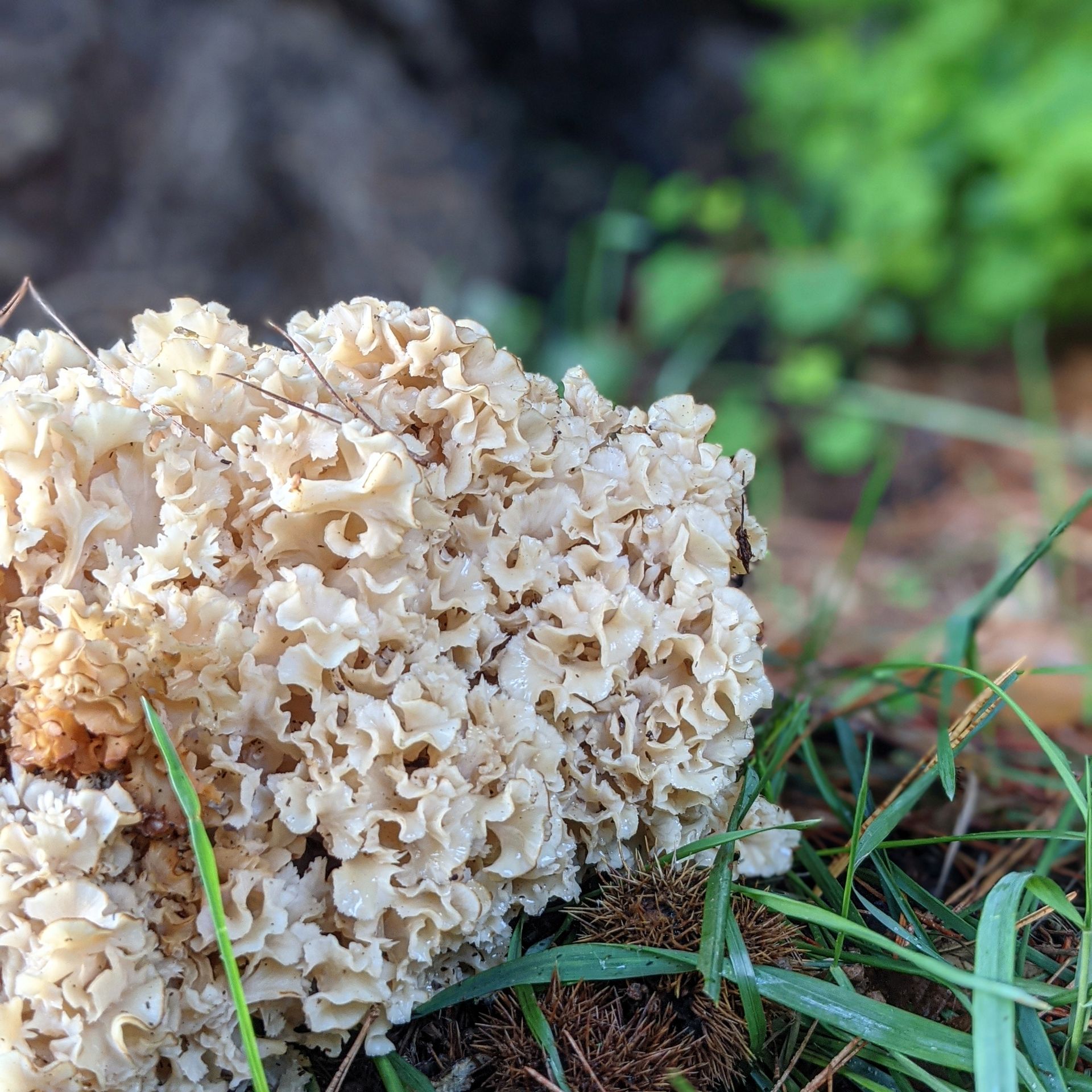 Wild Fruits Gallery - Photograph by Sue Cartwright, Spiral Leaf