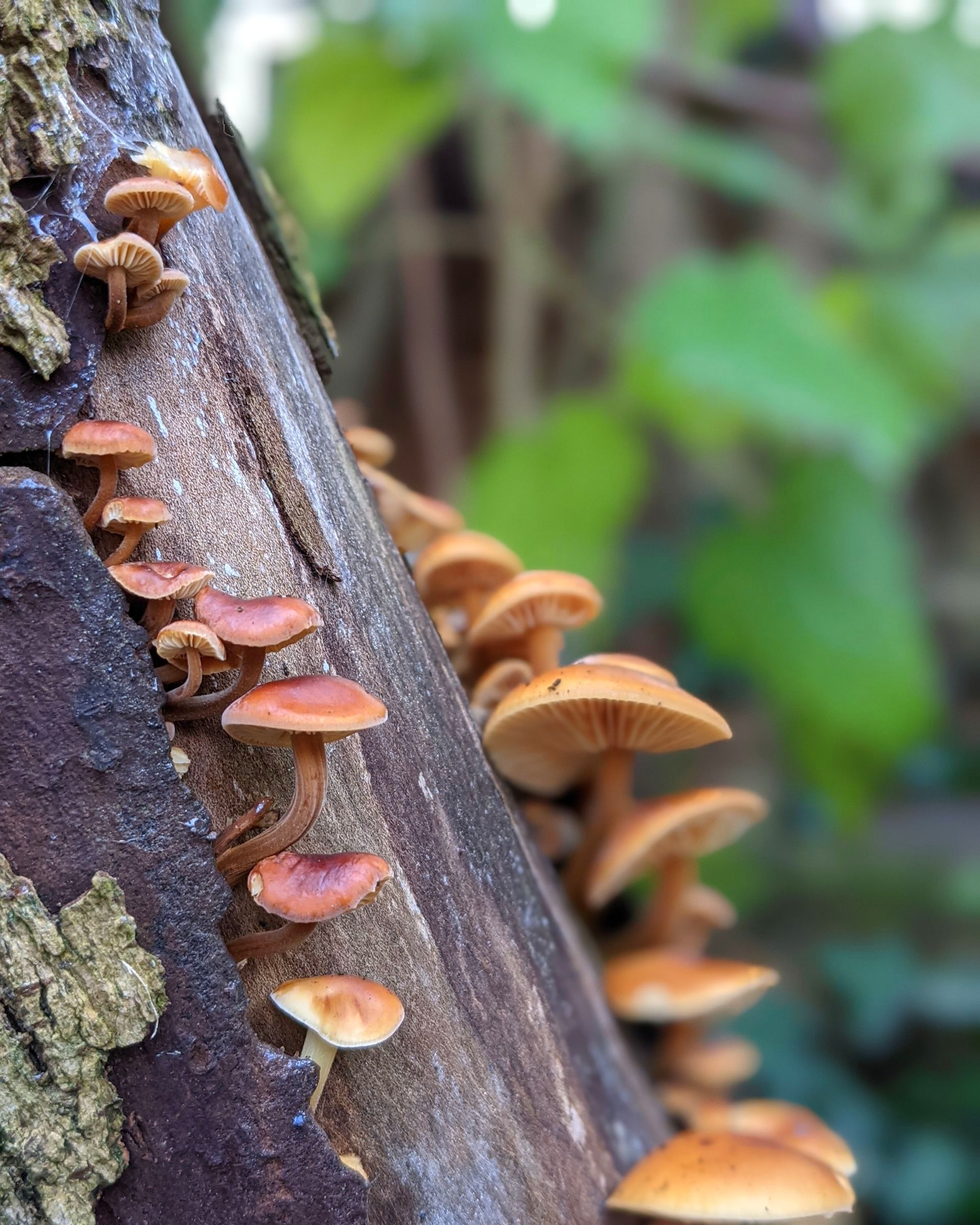 Wild Fungi Gallery - Photograph by Sue Cartwright, Spiral Leaf