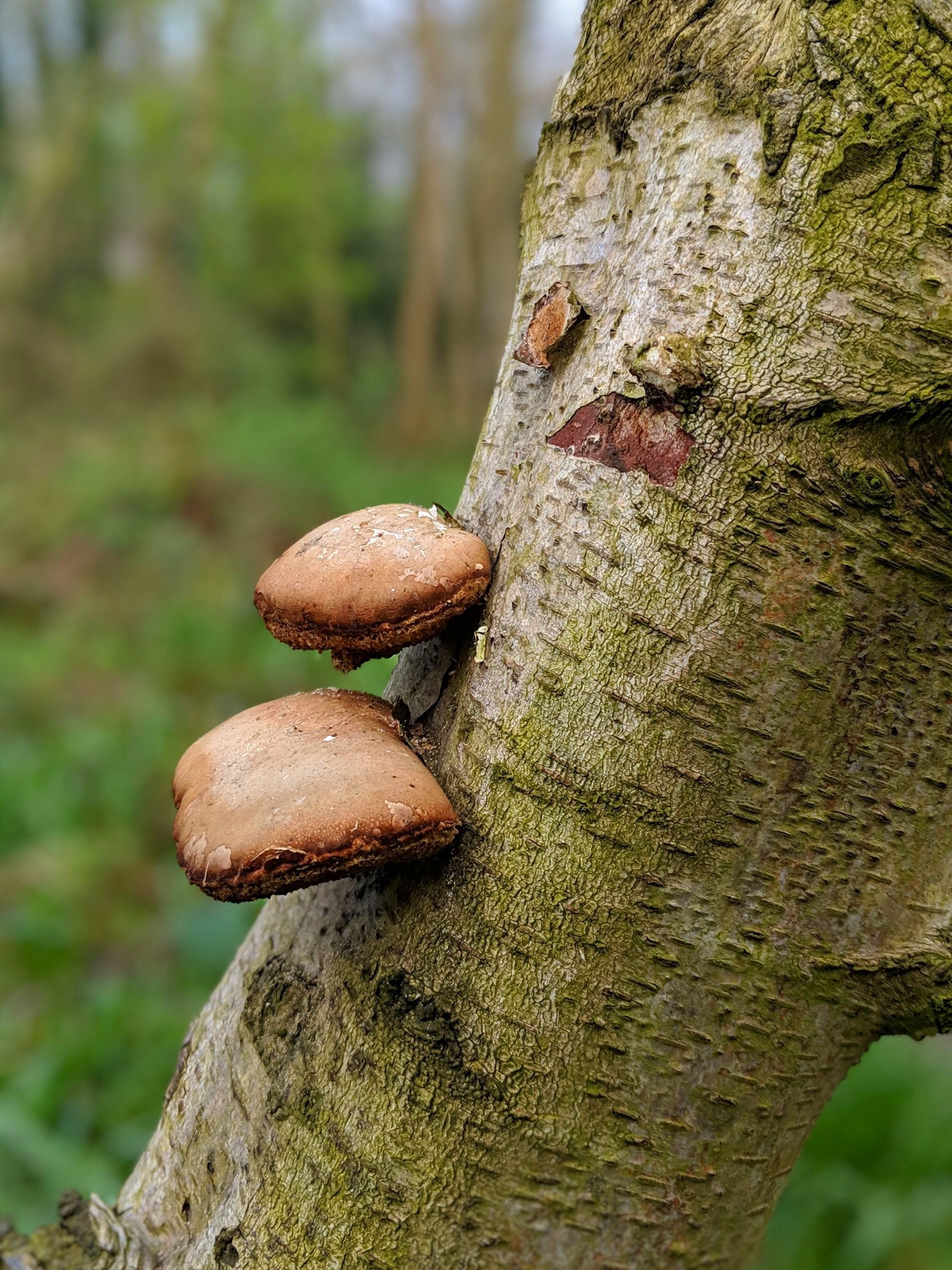 Wild Fungi Gallery - Photograph by Sue Cartwright, Spiral Leaf