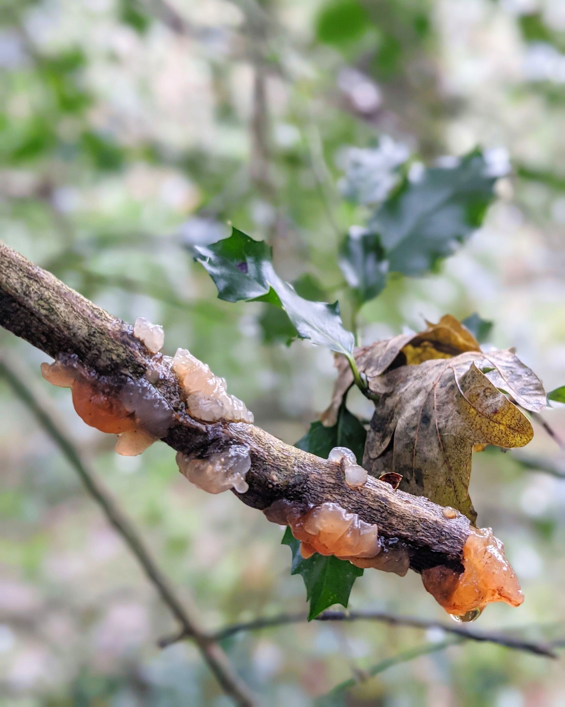 Wild Fungi Gallery - Photograph by Sue Cartwright, Spiral Leaf