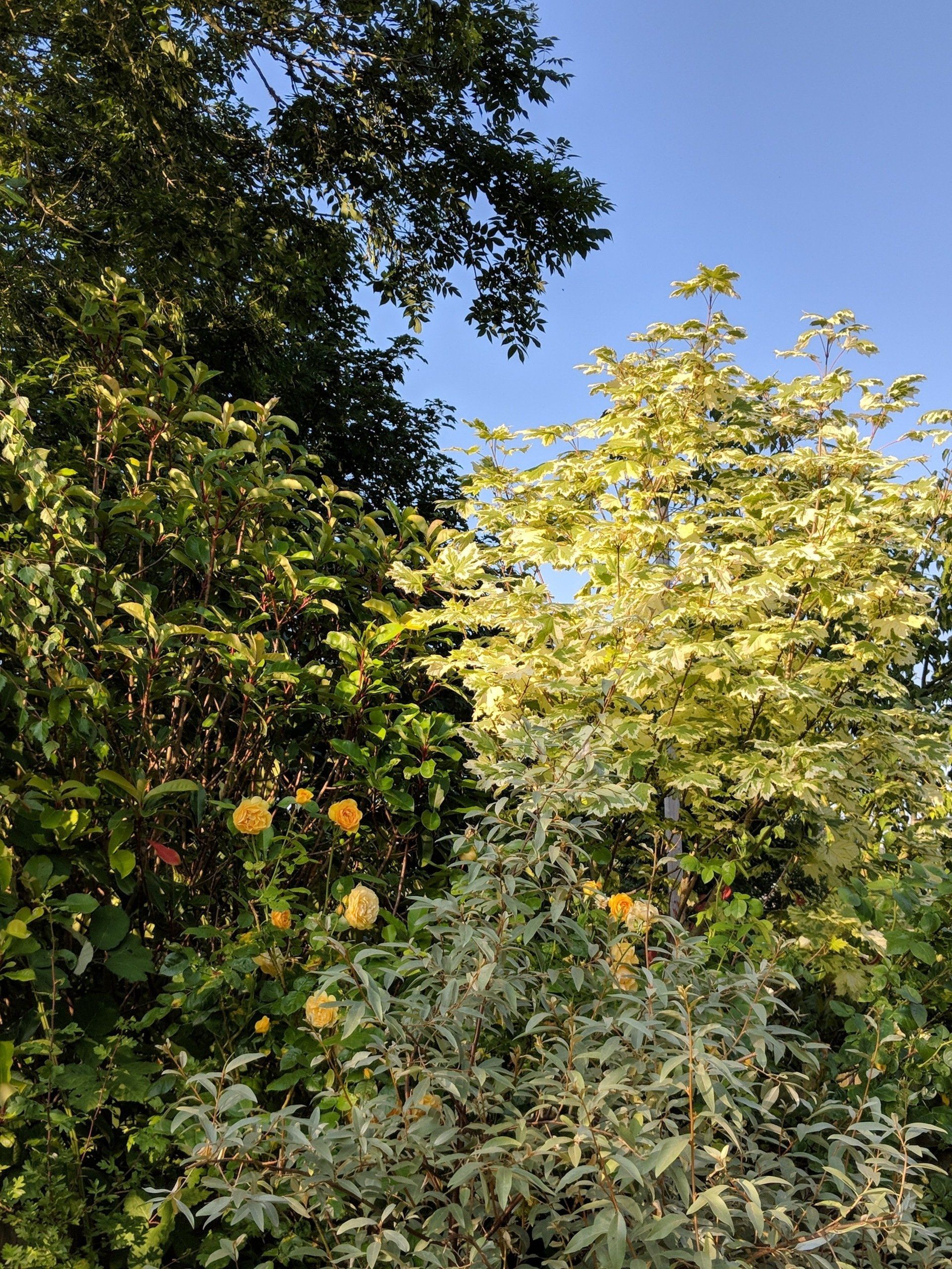 Healing Garden Gallery - Photograph by Sue Cartwright, Spiral Leaf