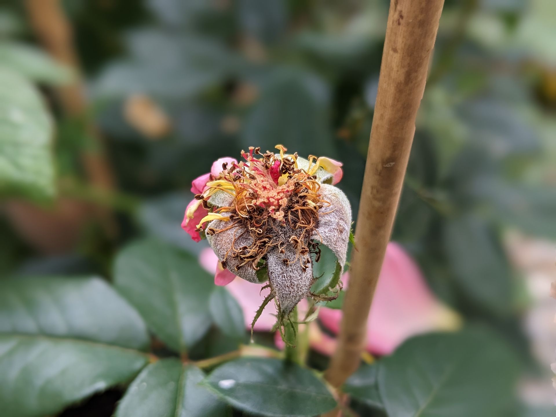 Rose Garden Gallery - Photograph by Sue Cartwright, Spiral Leaf