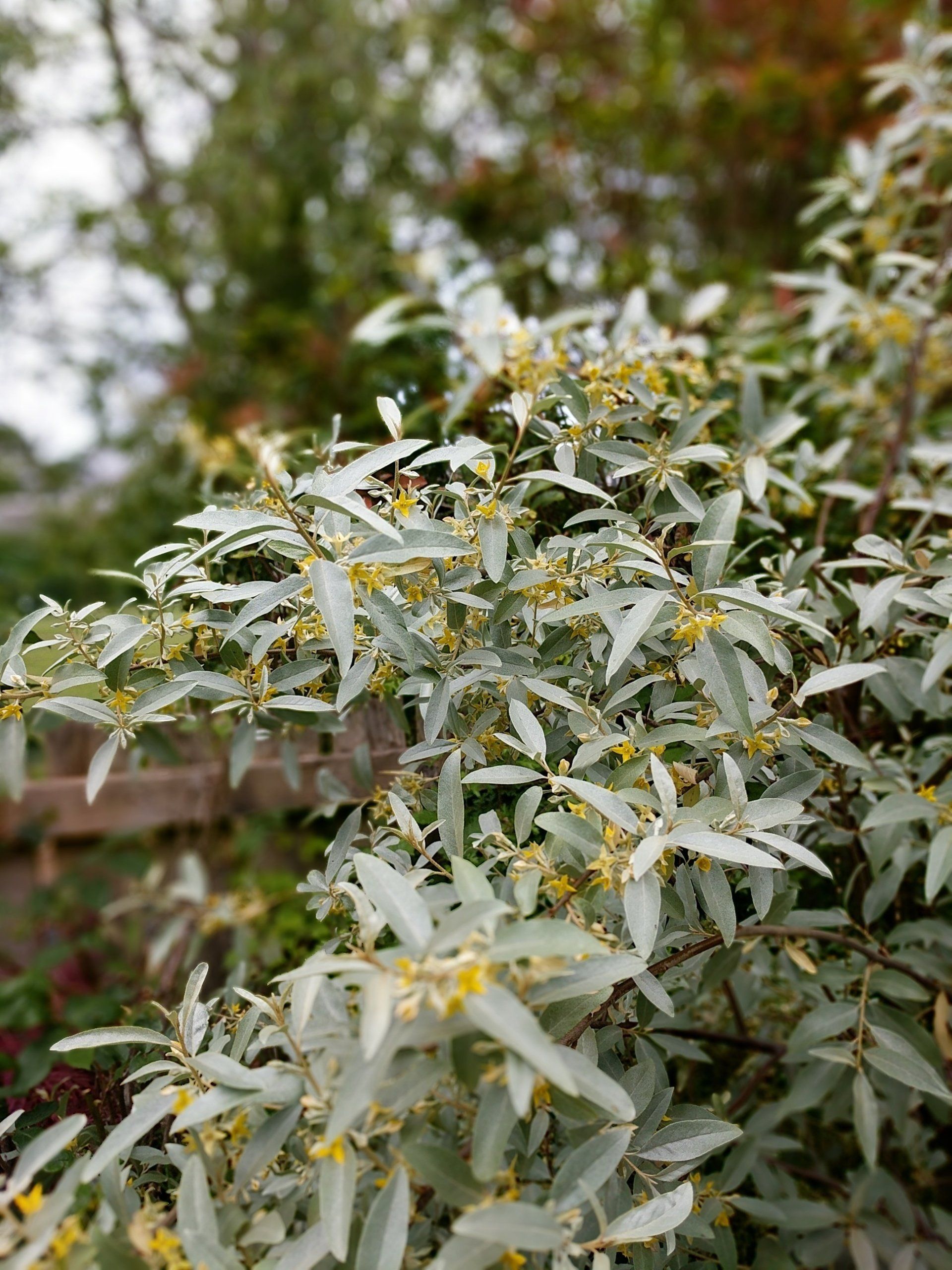Healing Garden Gallery - Photograph by Sue Cartwright, Spiral Leaf
