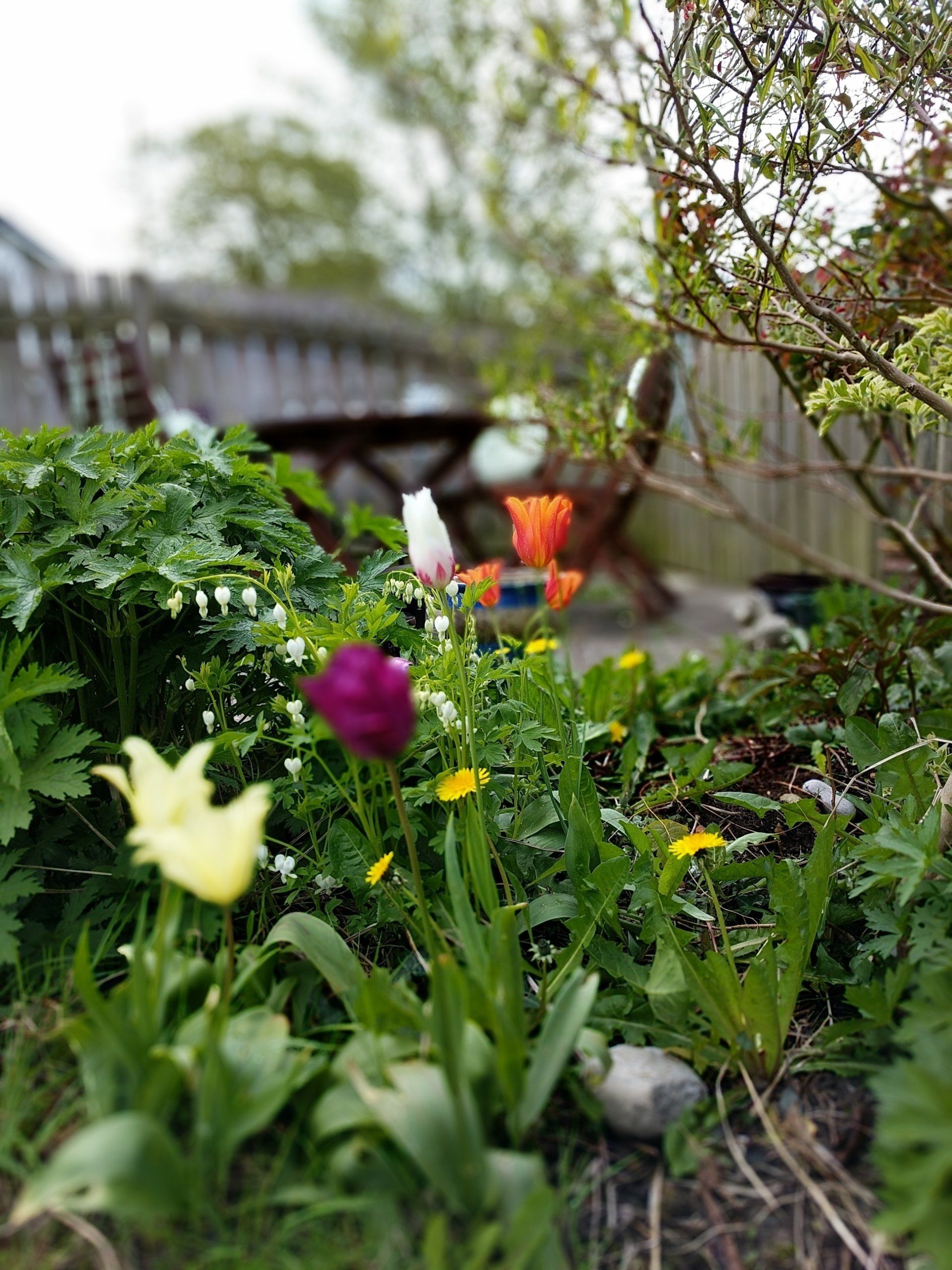 Healing Gardens Gallery by Sue Cartwright, Spiral Leaf