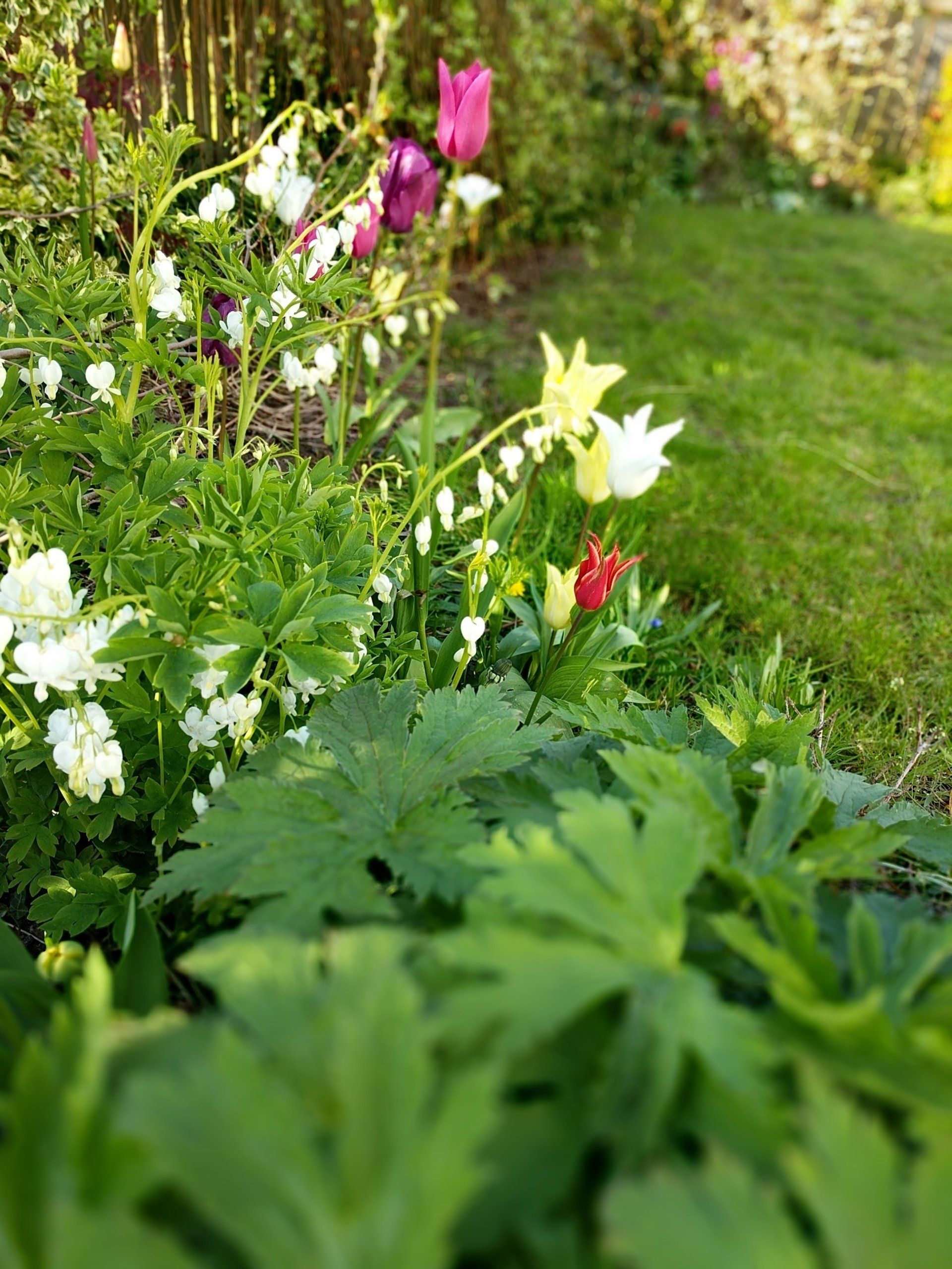Healing Garden Gallery - Photograph by Sue Cartwright, Spiral Leaf