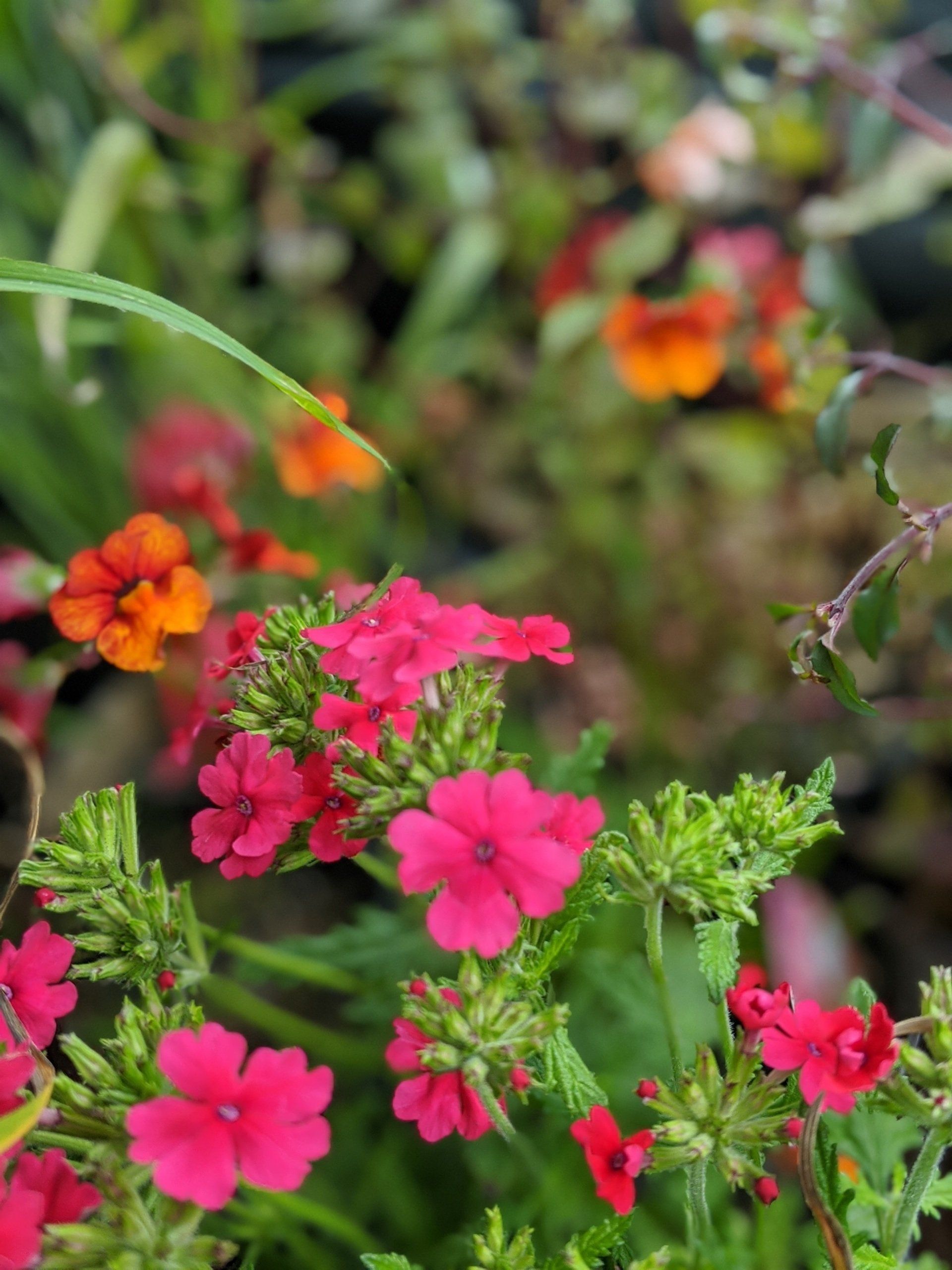 Healing Garden Gallery - Photograph by Sue Cartwright, Spiral Leaf