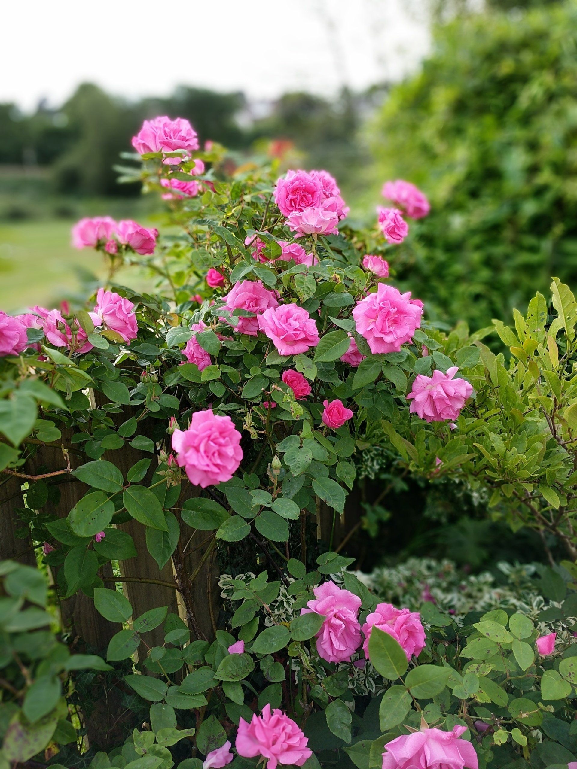 Healing Garden Gallery - Photograph by Sue Cartwright, Spiral Leaf