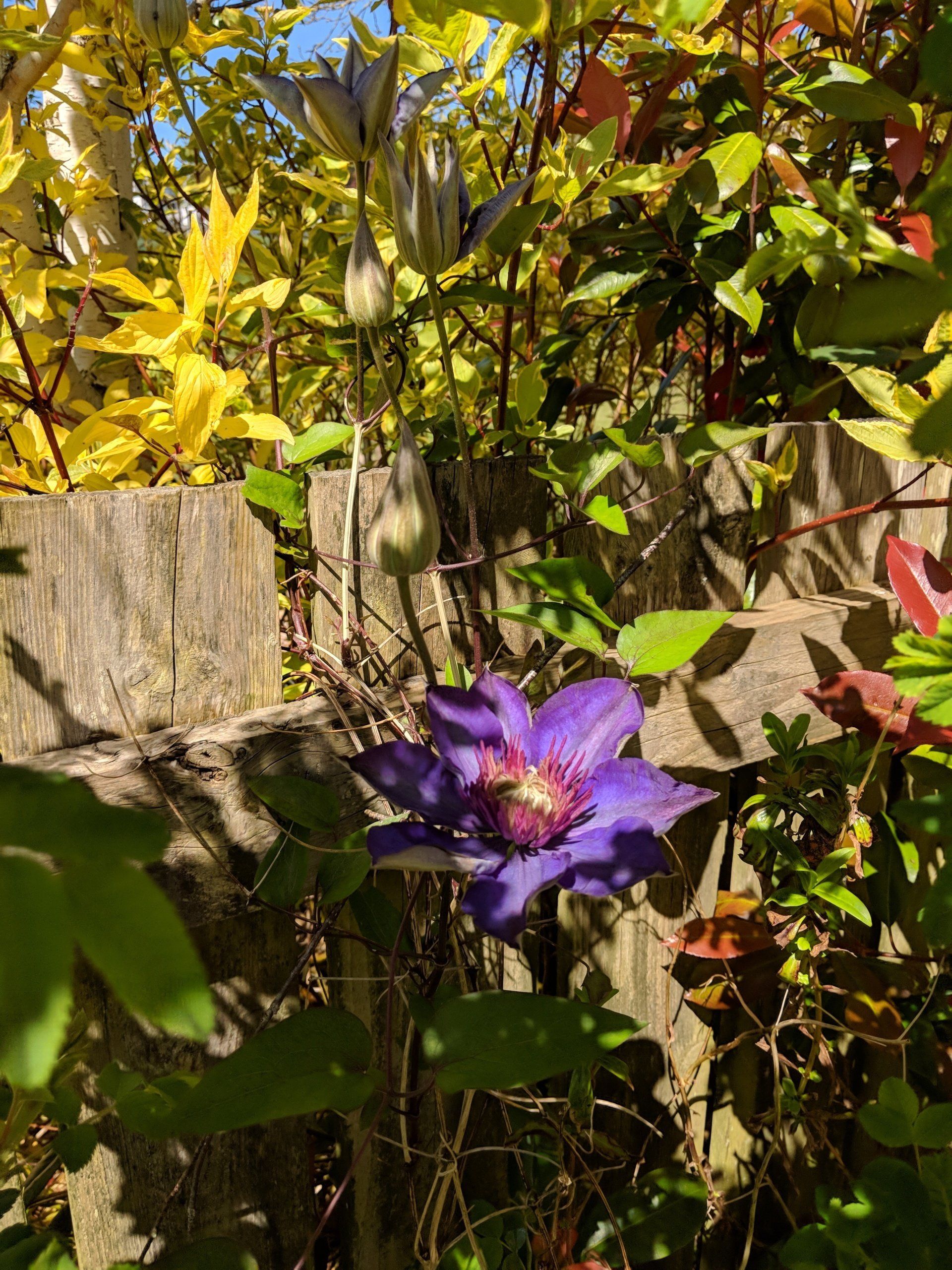 Healing Garden Gallery - Photograph by Sue Cartwright, Spiral Leaf
