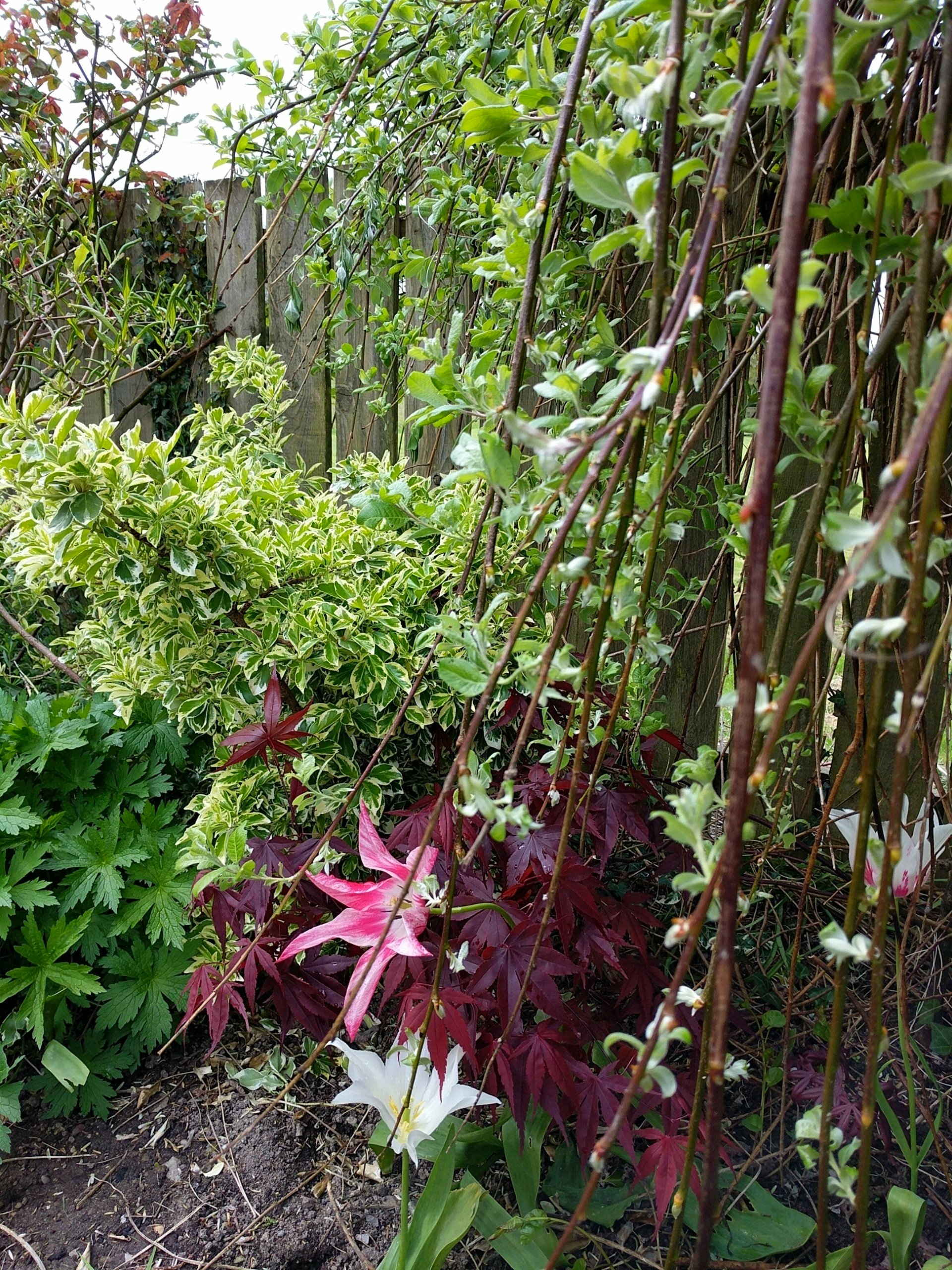 Healing Garden Gallery - Photograph by Sue Cartwright, Spiral Leaf