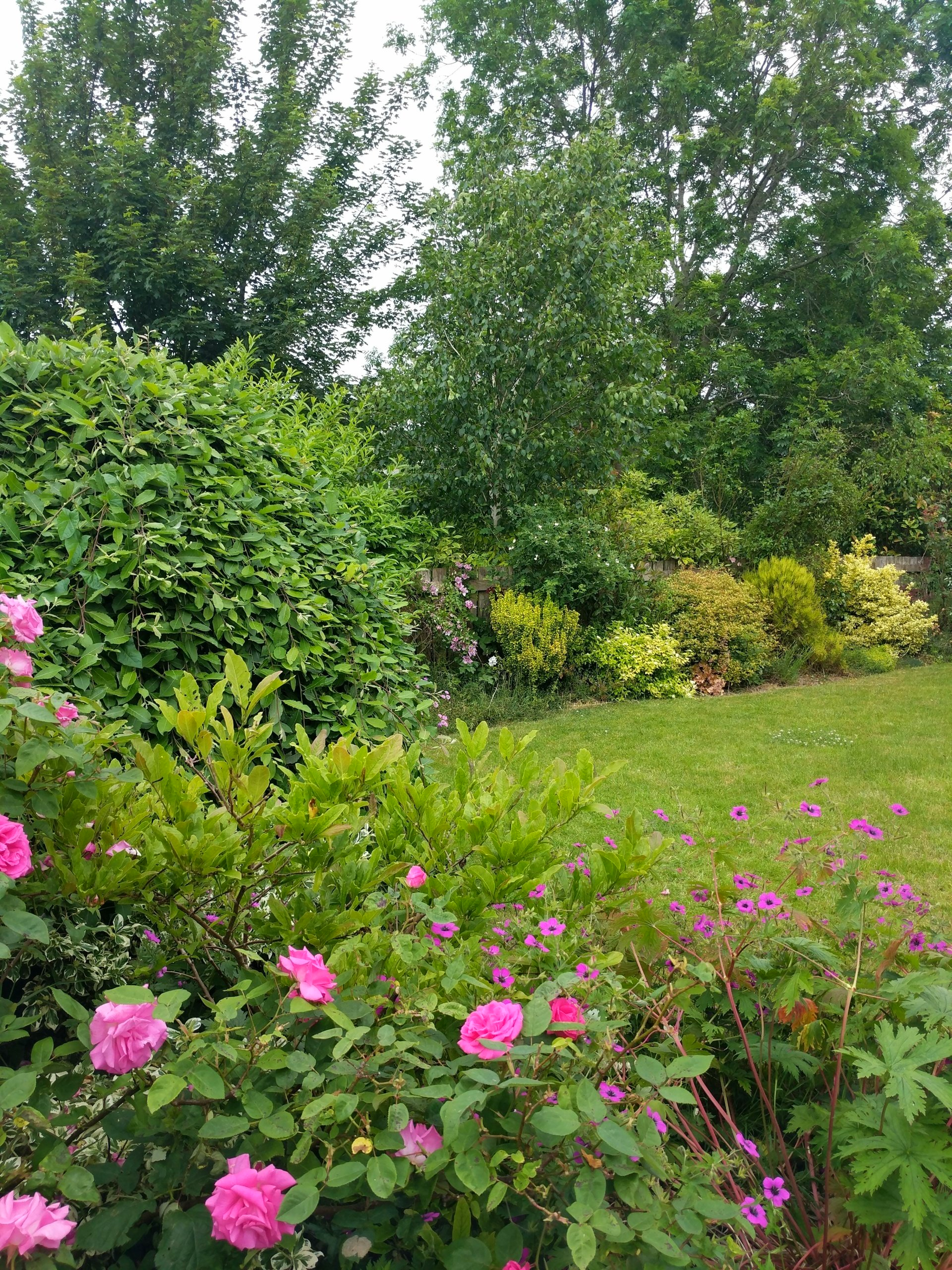 Healing Garden Gallery - Photograph by Sue Cartwright, Spiral Leaf