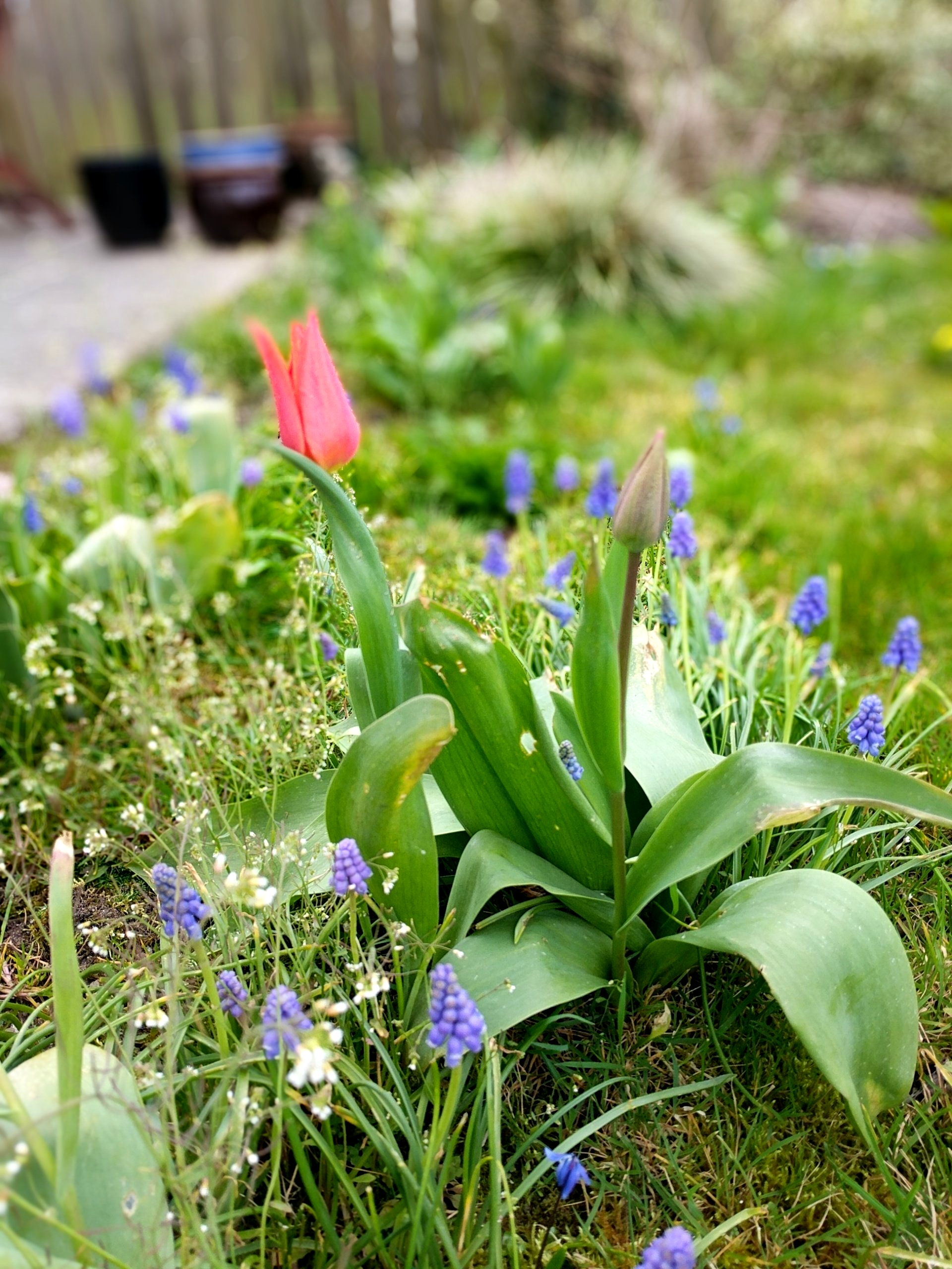Healing Garden Gallery - Photograph by Sue Cartwright, Spiral Leaf
