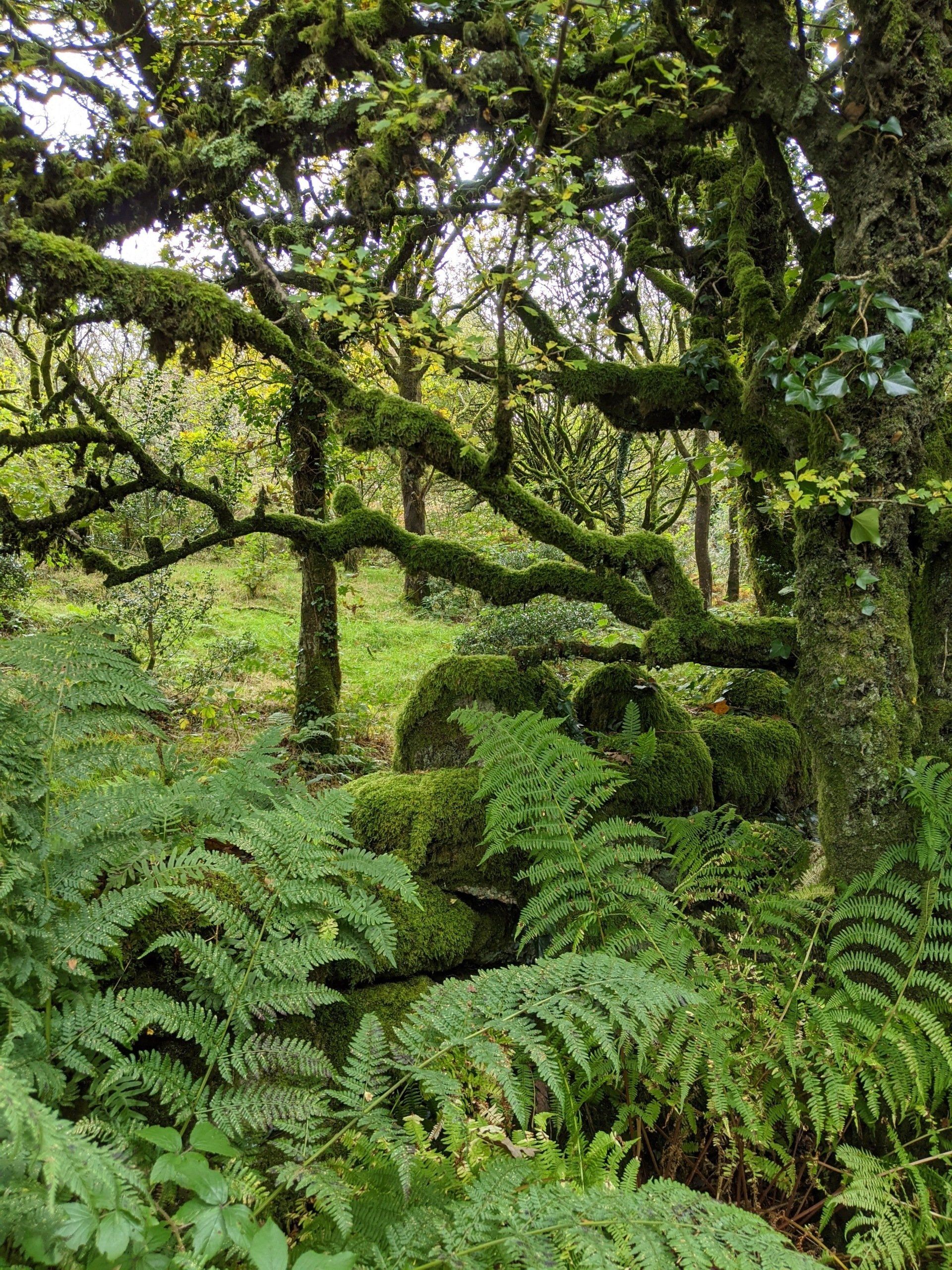 Woodland Gallery - Photograph by Sue Cartwright, Spiral Leaf
