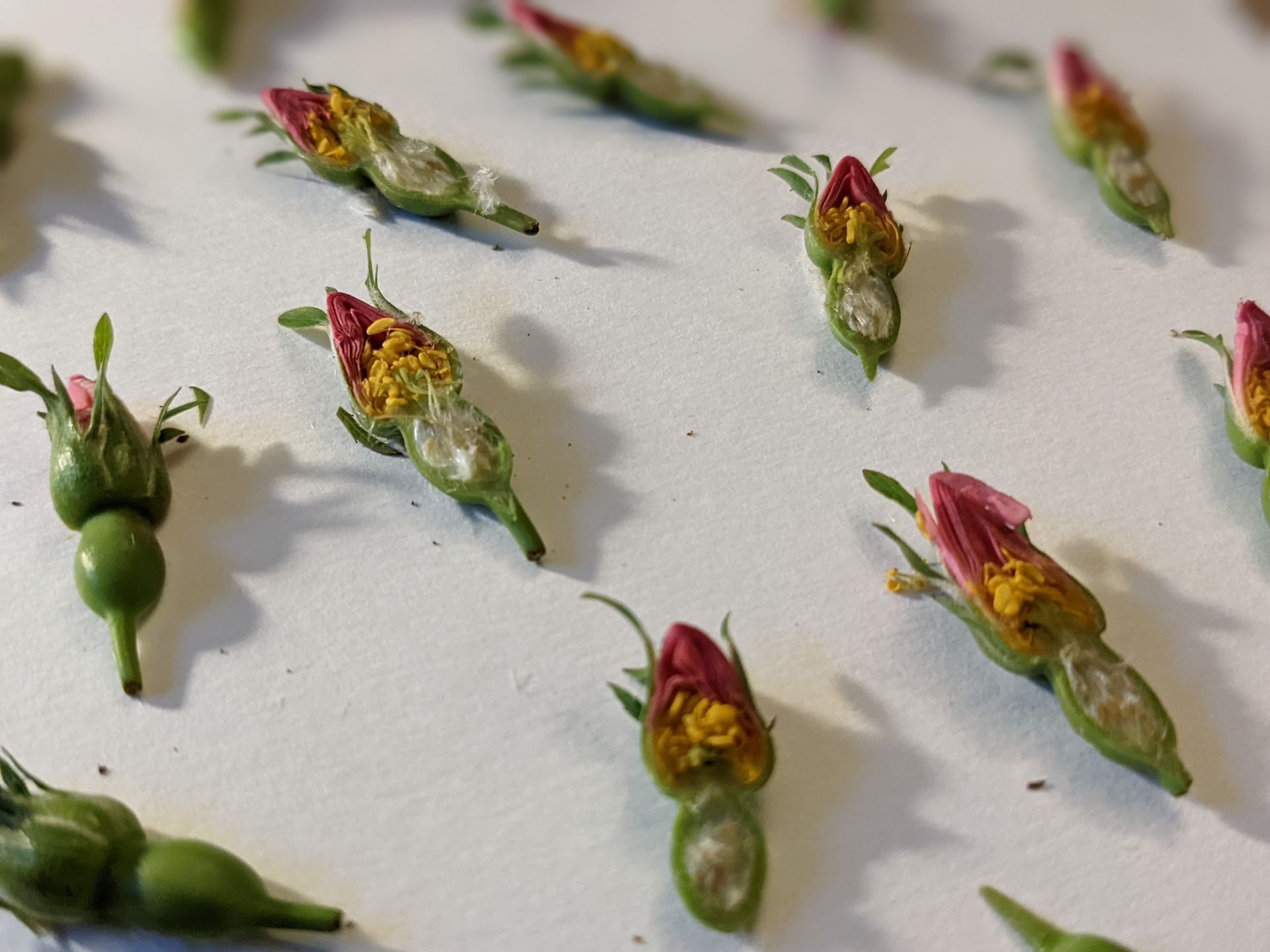 Handpressed Artwork (Unique Shapes and Textures) - Sue Cartwright, Spiral Leaf