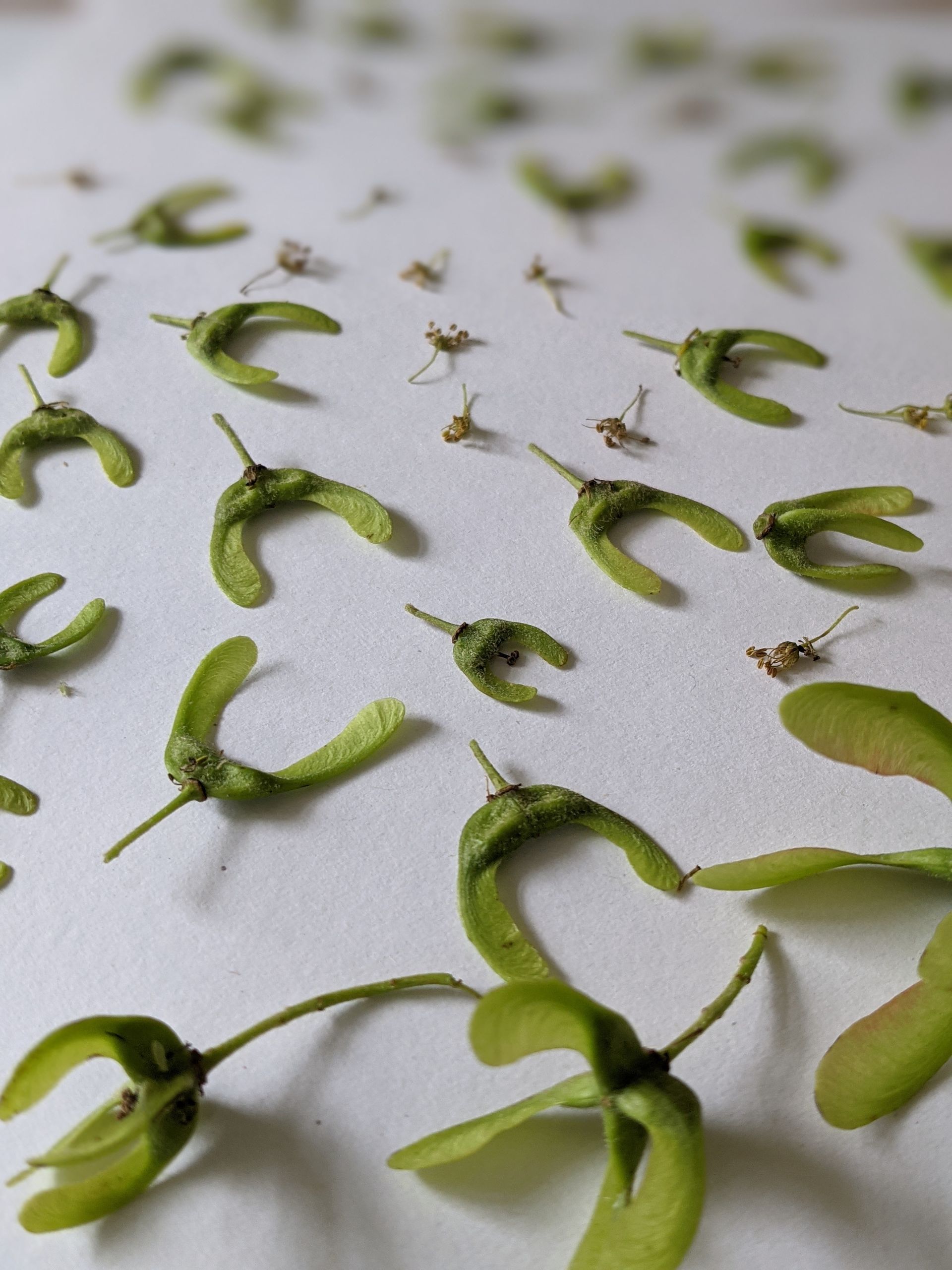 Handpressed Artwork (Slow Pressing and Drying) - Sue Cartwright, Spiral Leaf