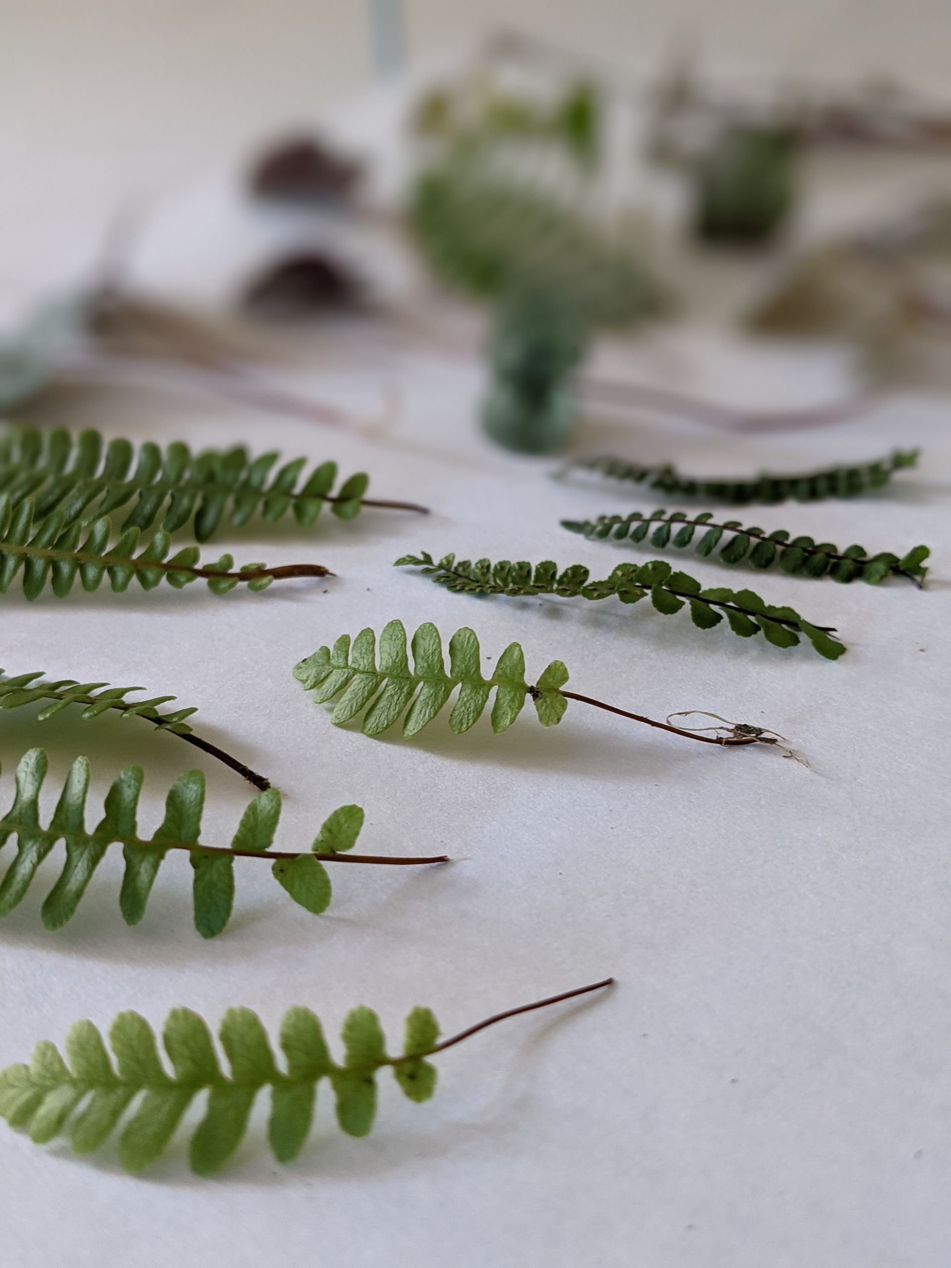 Handpressed Artwork (Categorisation and Storage) - Sue Cartwright, Spiral Leaf