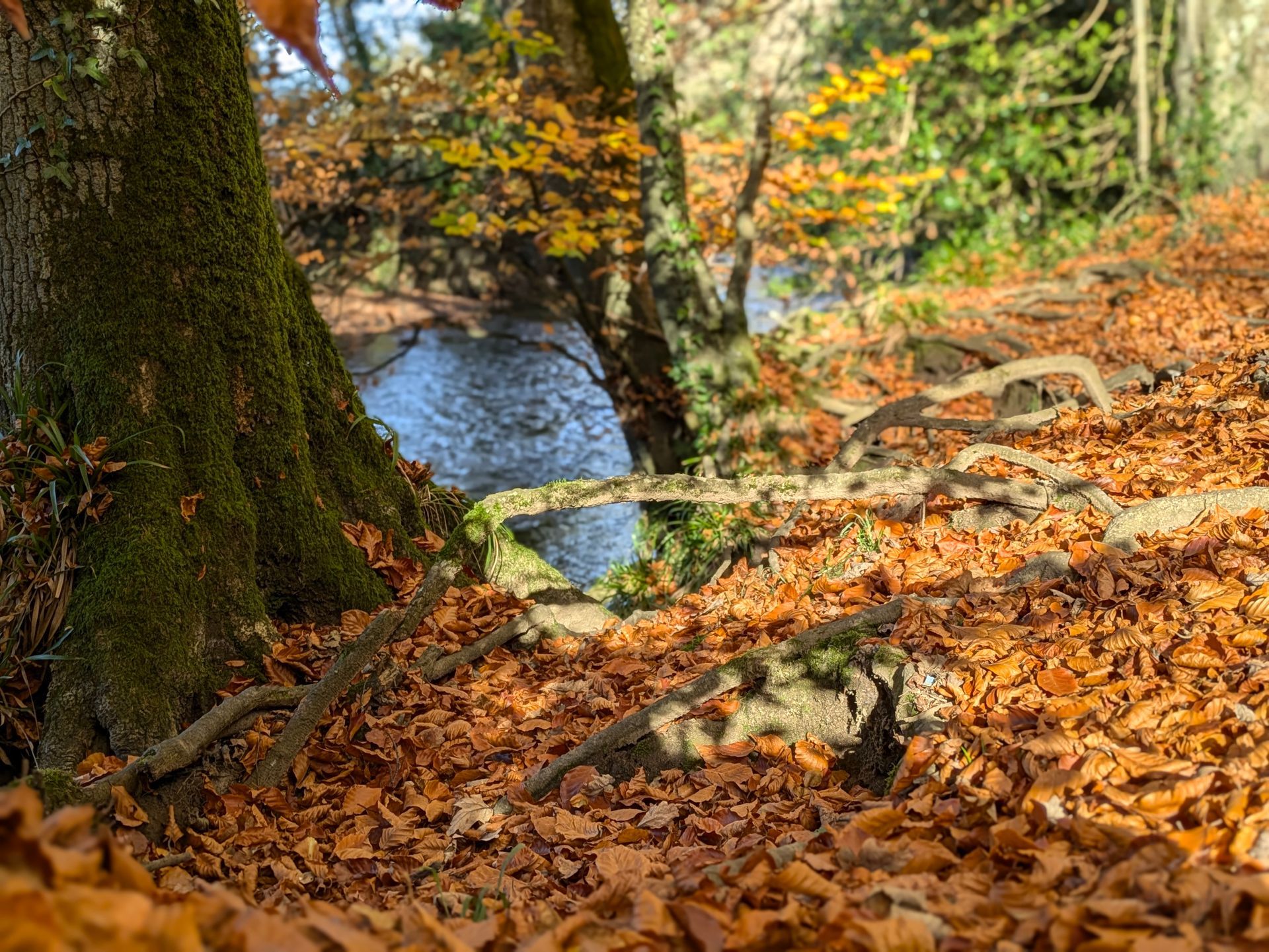 Golden Leaves - A Poem by Sue Cartwright, Spiral Leaf