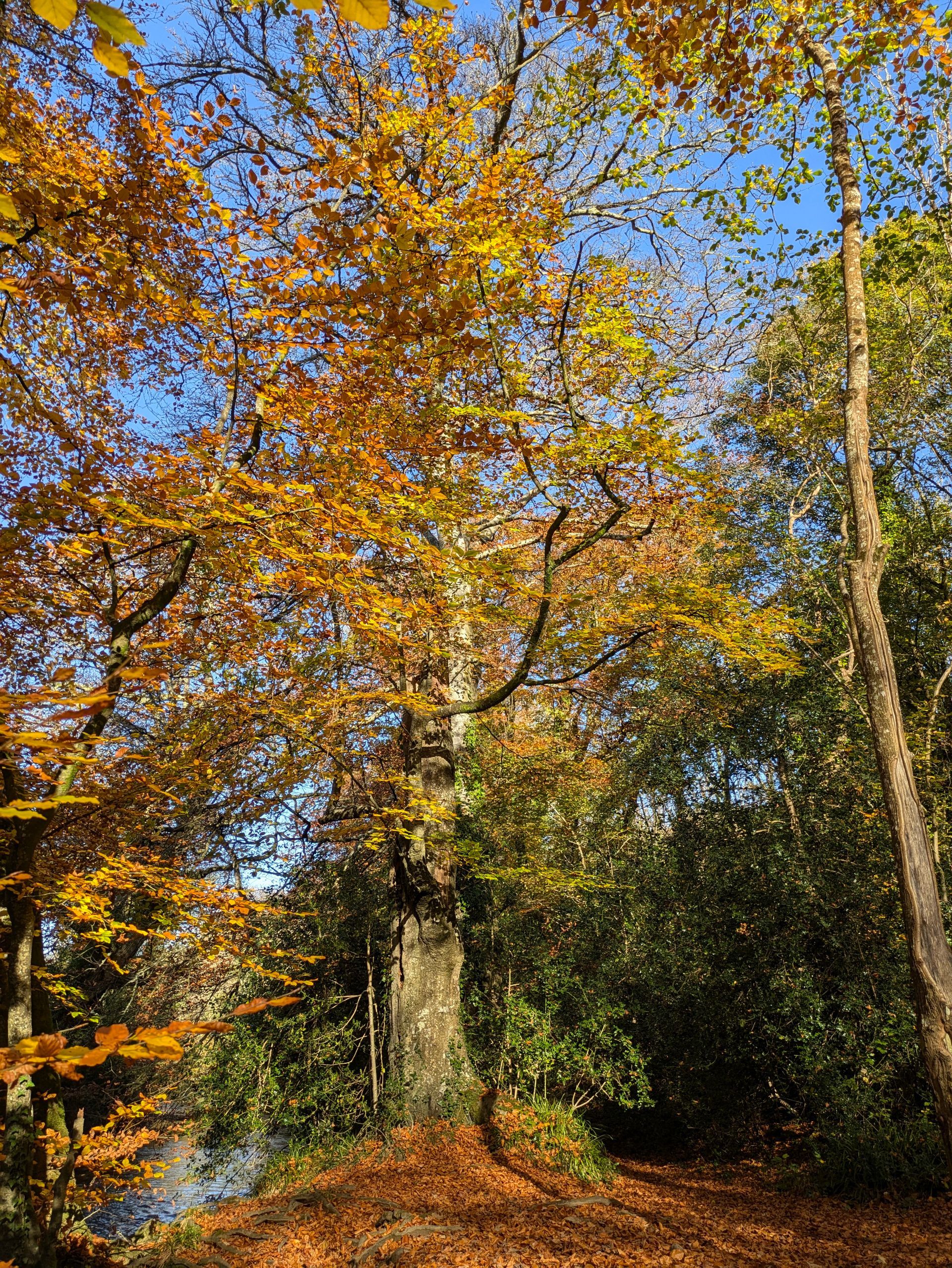 Golden Leaves Gallery - Photograph by Sue Cartwright, Spiral Leaf