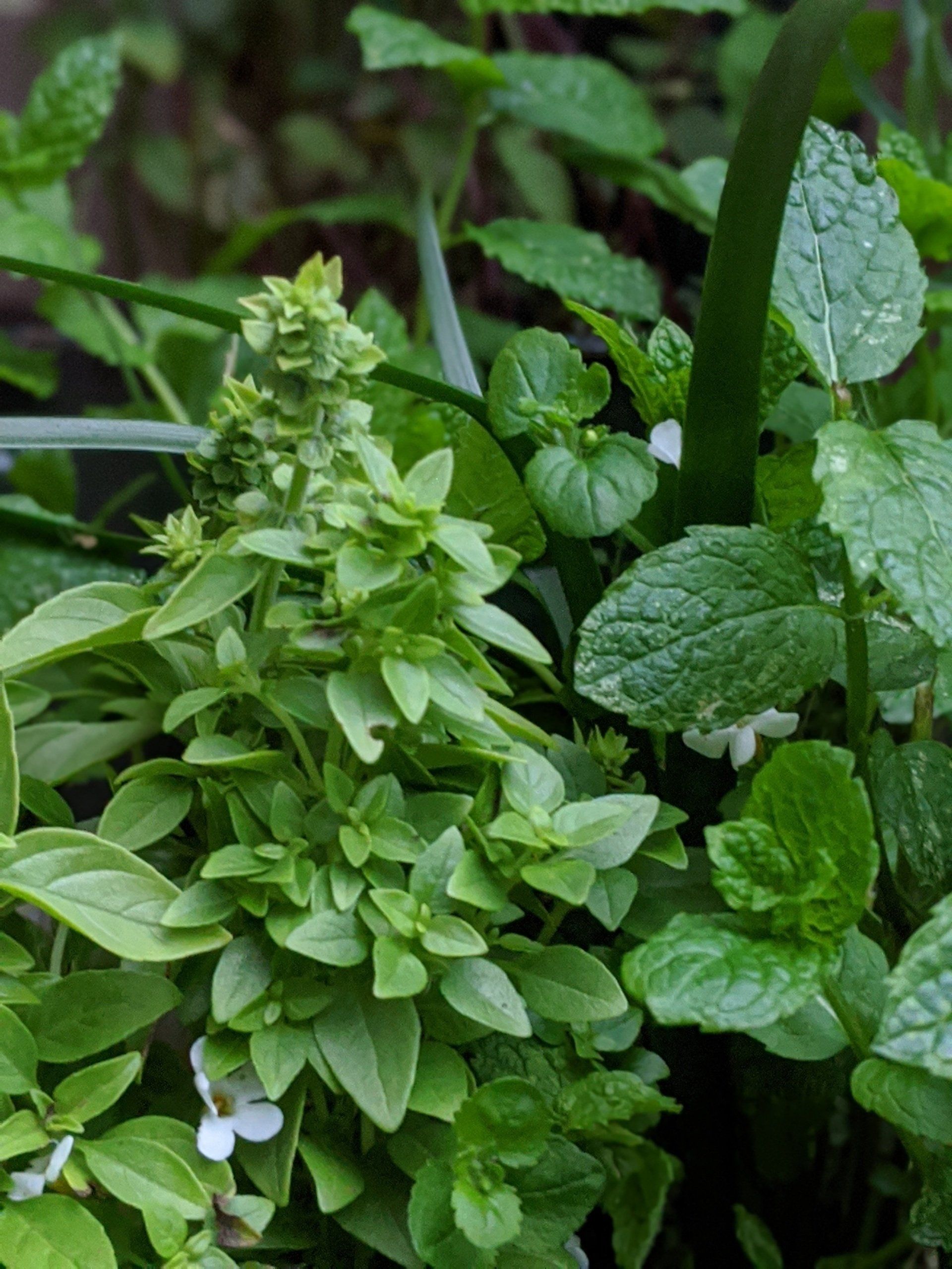 Almanac for January 2023 by Sue Cartwright, Spiral Leaf