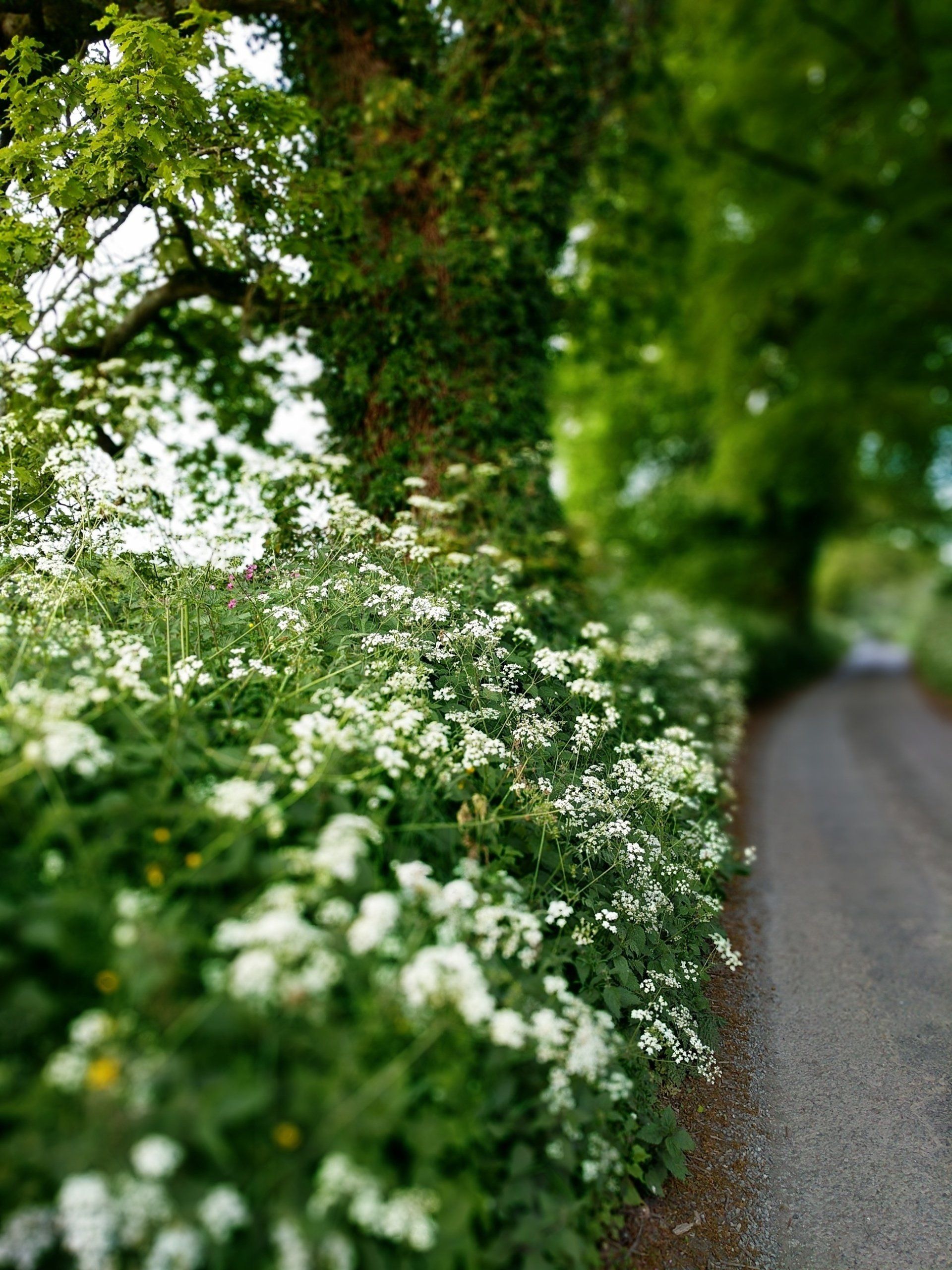 Hedgerows Gallery by Sue Cartwright