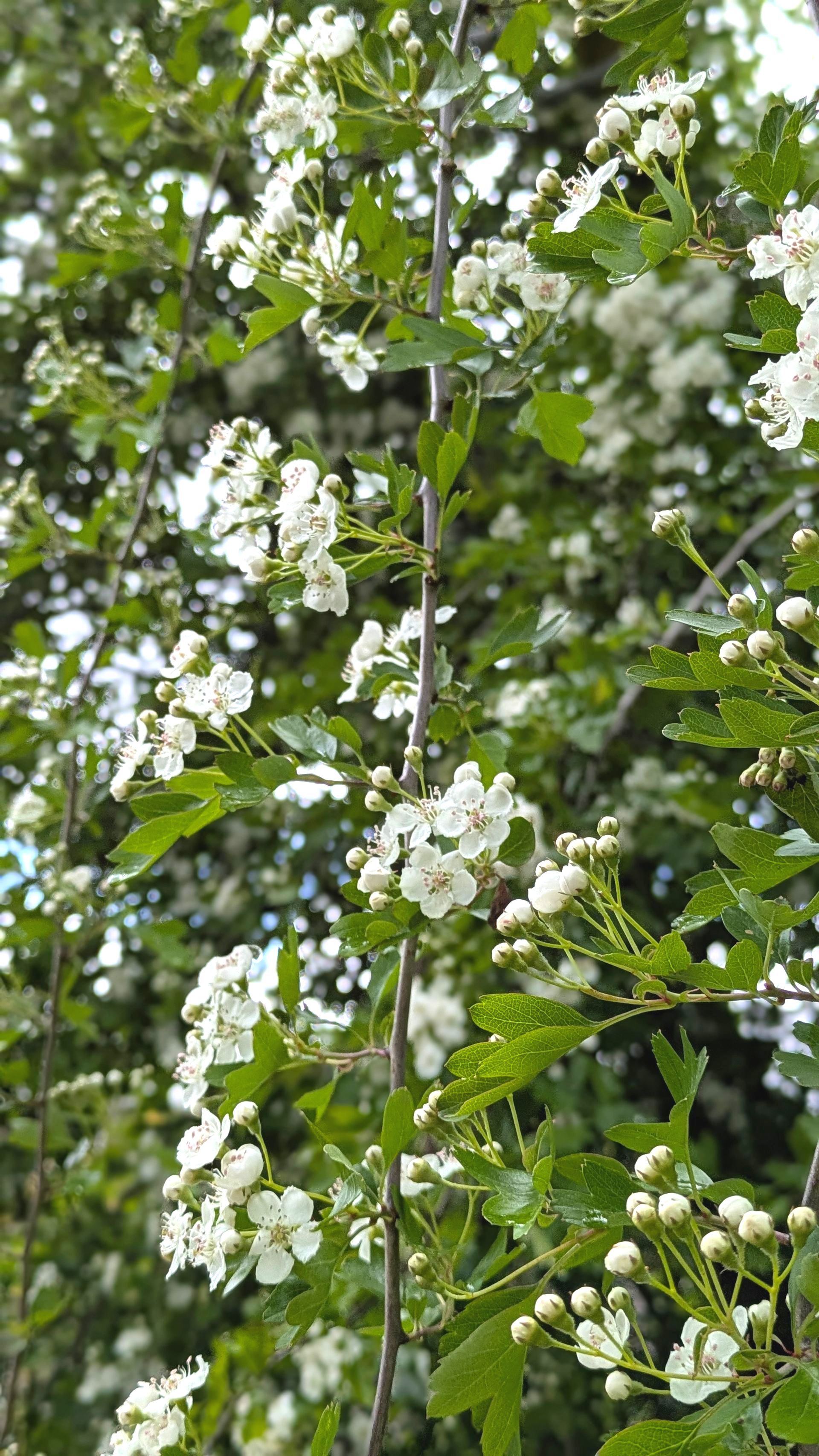 Spring Treasures by Sue Cartwright, Spiral Leaf