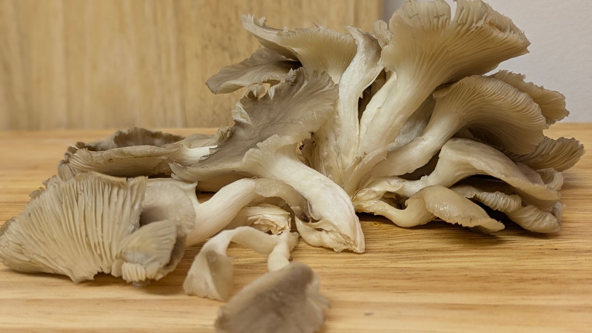 A Healing Fungi (Hen of the Woods) - Sue Cartwright, Spiral Leaf