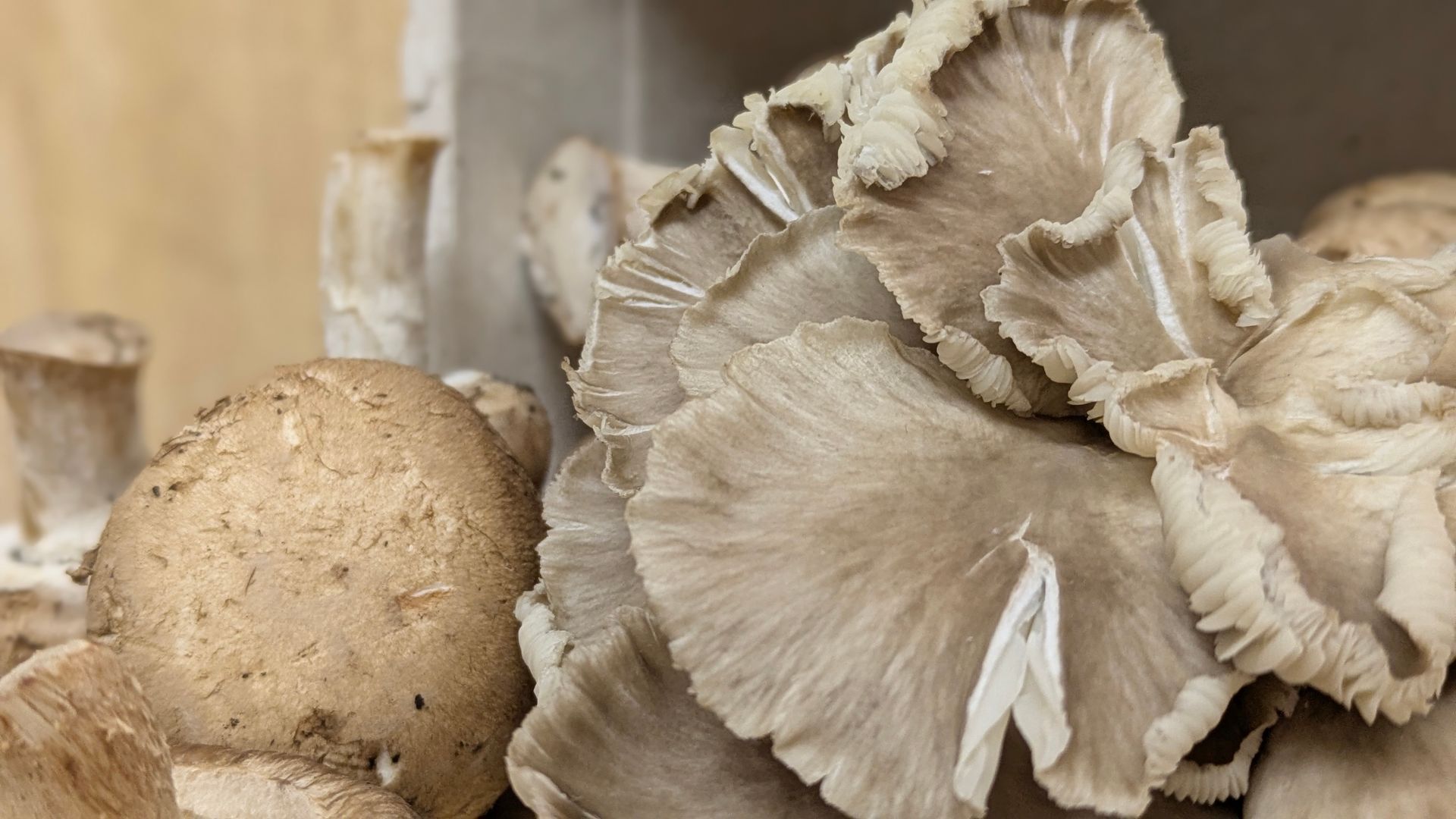 A Healing Fungi (Hen of the Woods)