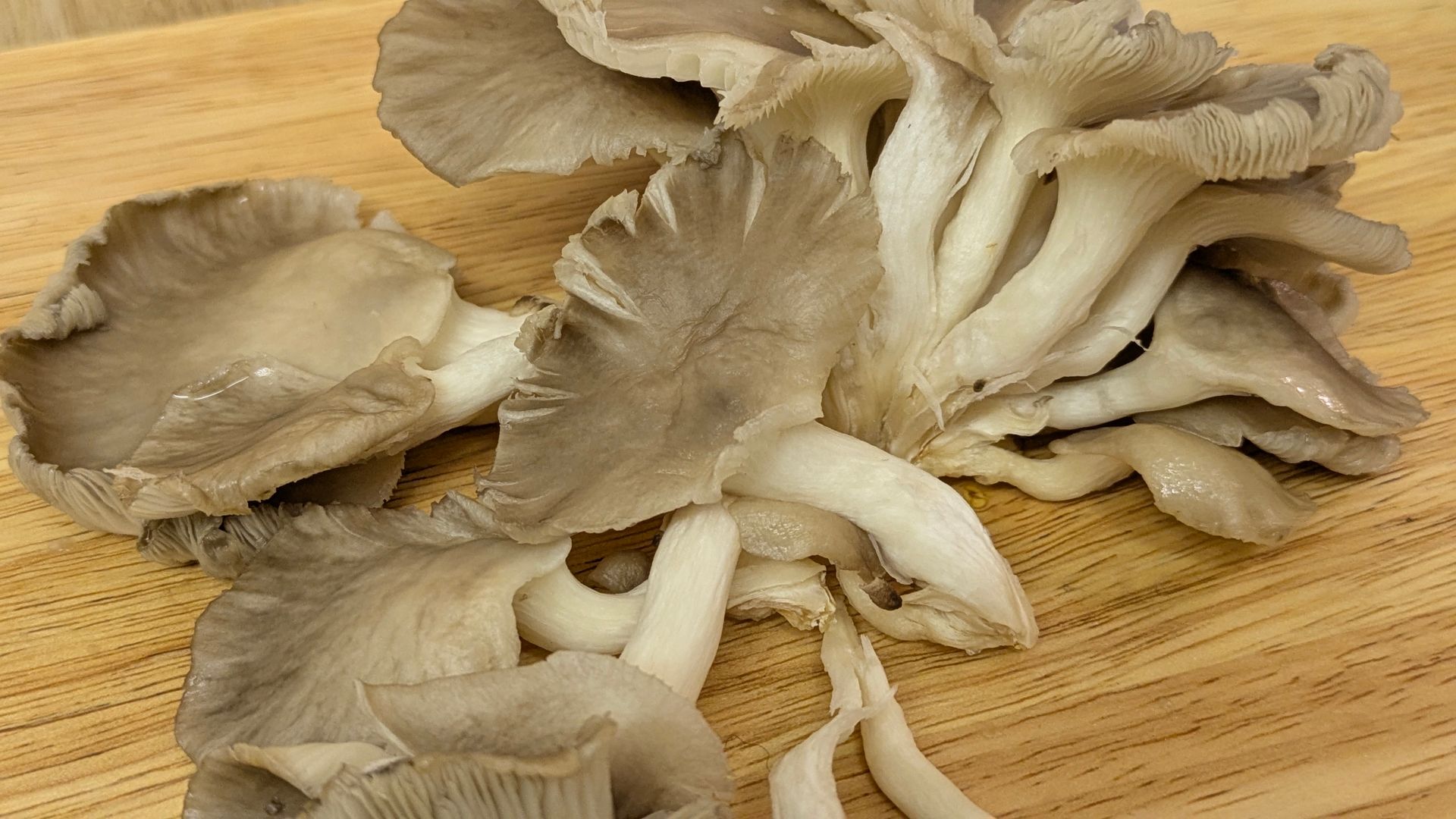 A Healing Fungi (Hen of the Woods) by Sue Cartwright, Spiral Leaf
