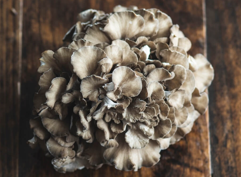 A Healing Fungi (Hen of the Woods) by Sue Cartwright, Spiral Leaf
