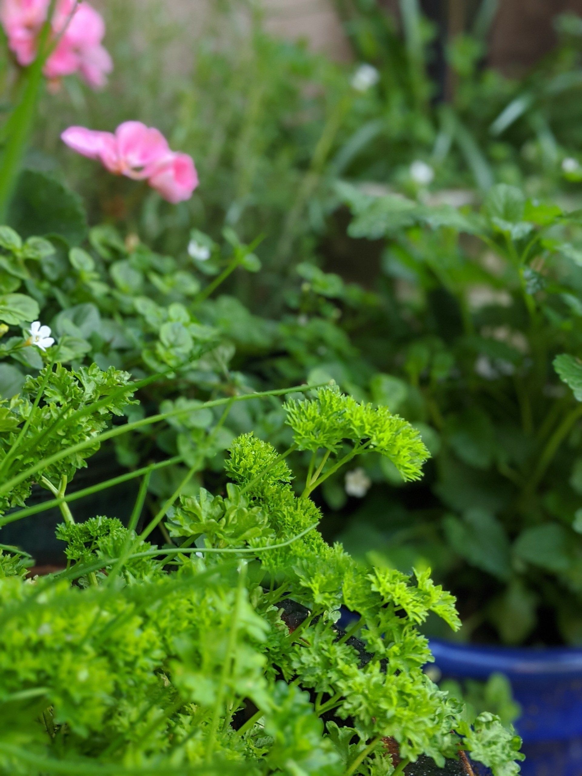 Herbs Gallery - Photograph by Sue Cartwright, Spiral Leaf