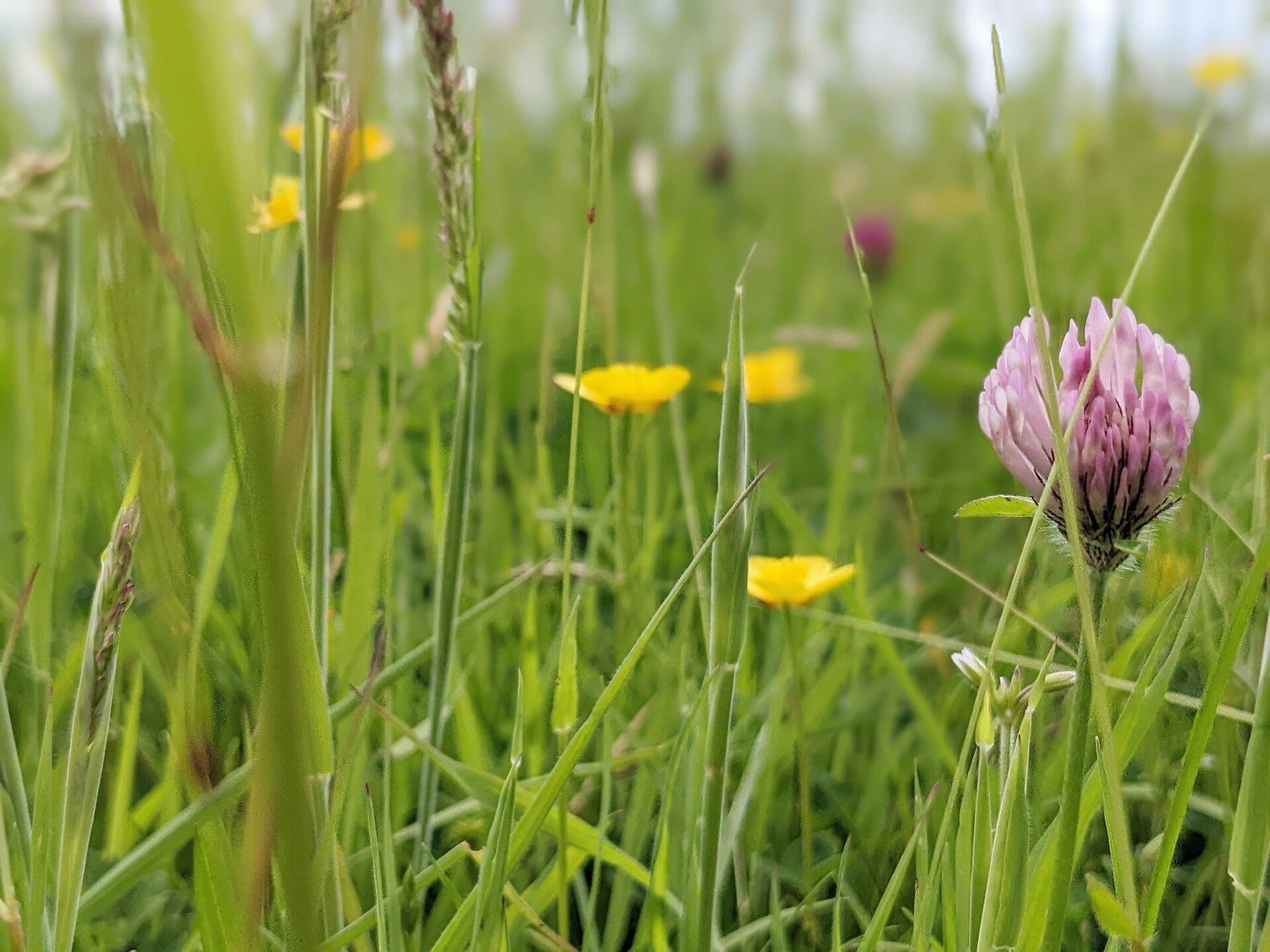 Herbs Gallery - Photograph by Sue Cartwright, Spiral Leaf