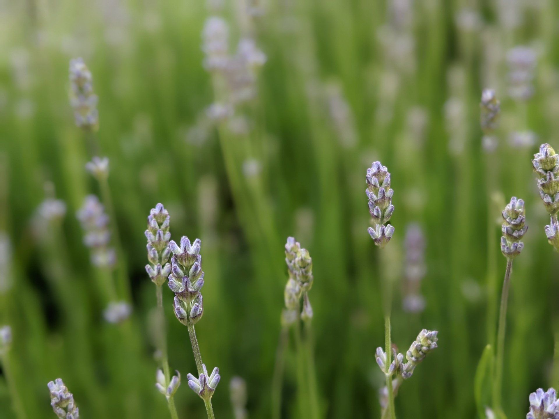 Herbs Gallery - Photograph by Sue Cartwright, Spiral Leaf