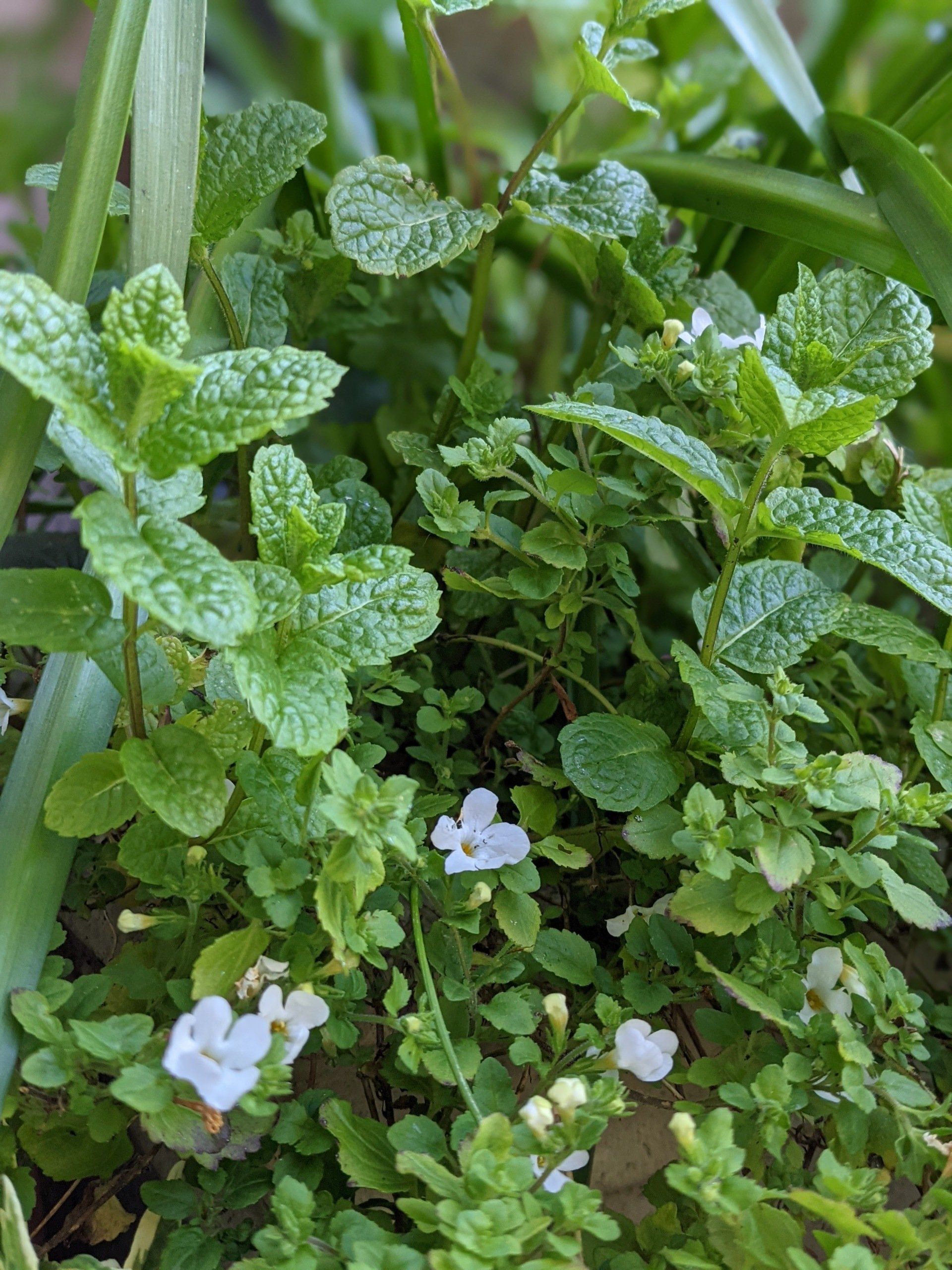 Herbs Gallery - Photograph by Sue Cartwright, Spiral Leaf