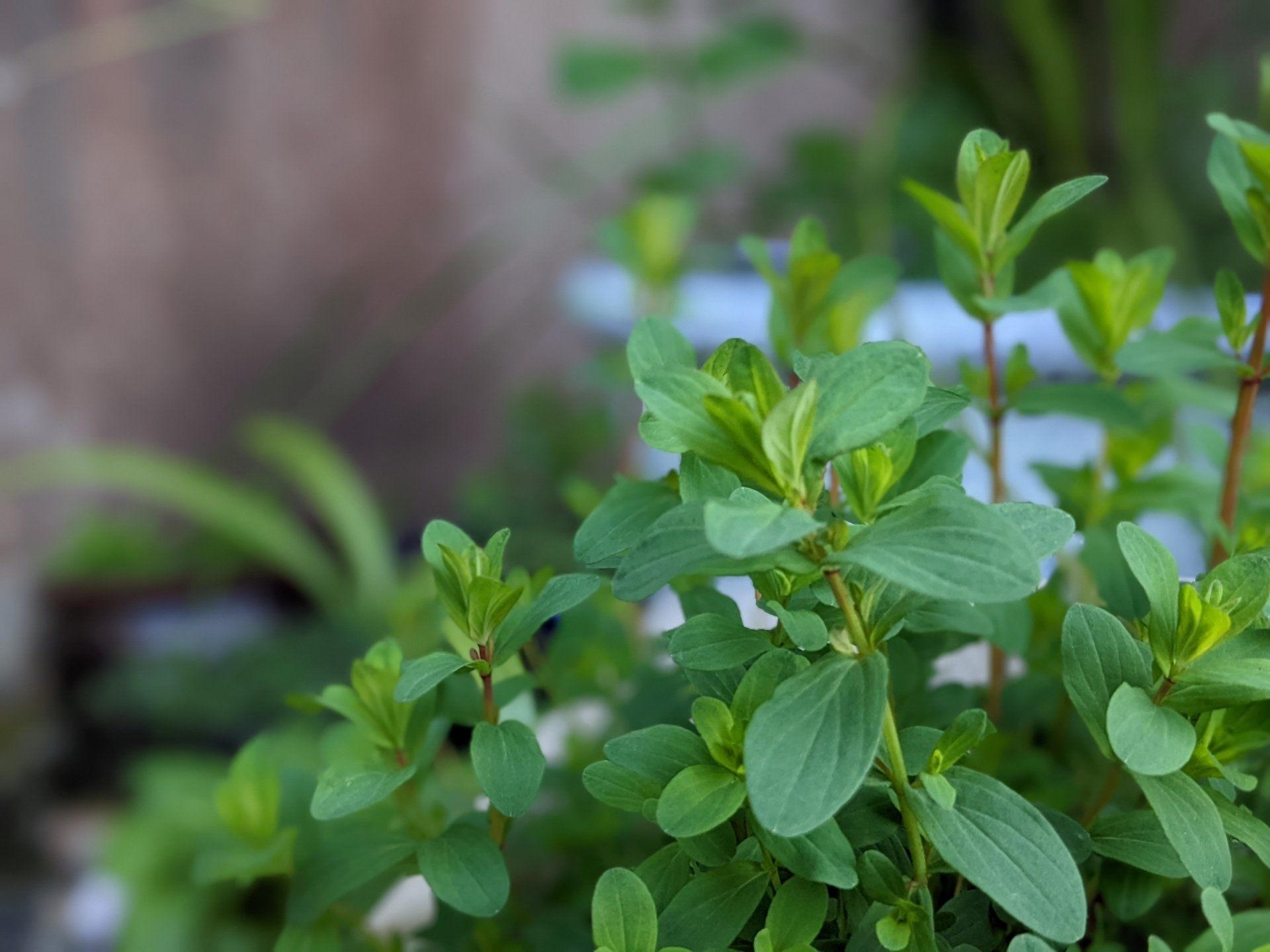 Herbs Gallery by Sue Cartwright, Spiral Leaf