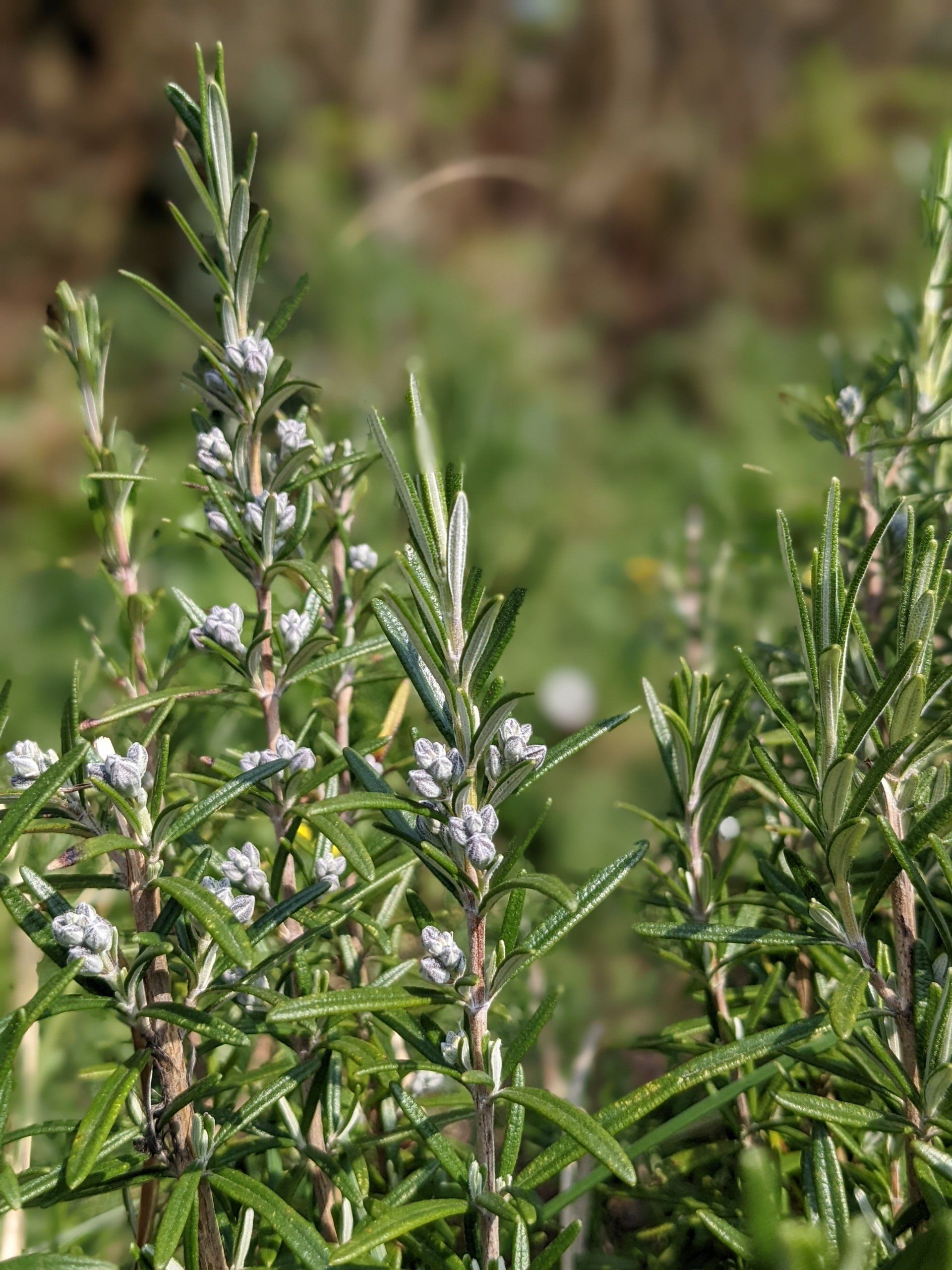 Herbs Gallery - Photograph by Sue Cartwright, Spiral Leaf