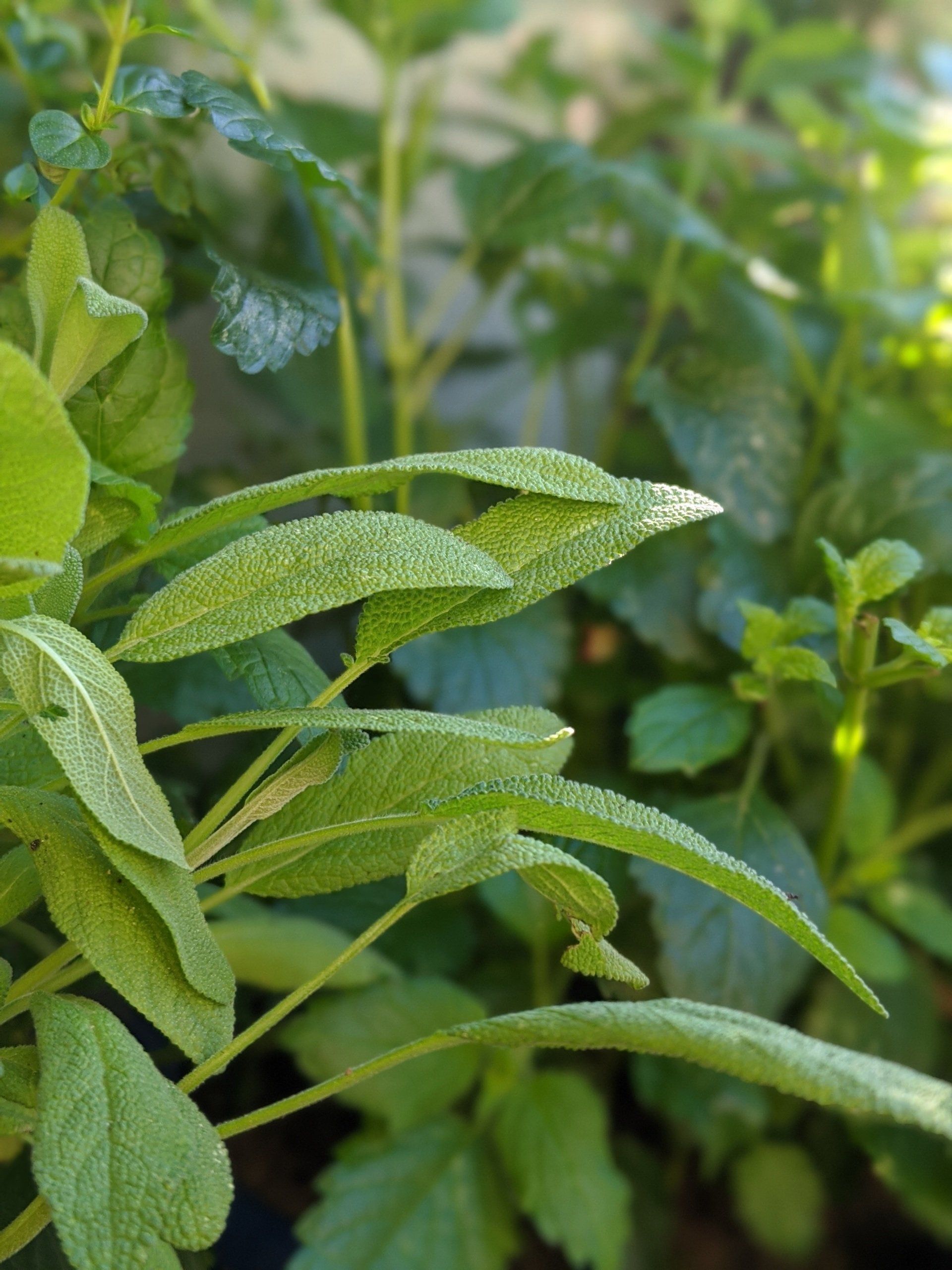 Herbs Gallery - Photograph by Sue Cartwright, Spiral Leaf